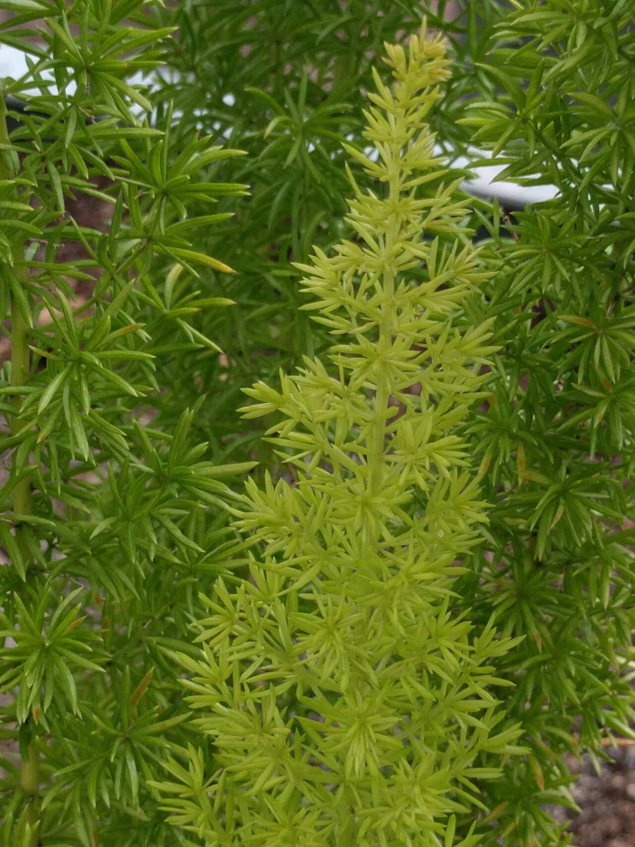 Emerald Feather (Asparagus densiflorus), the whole plant.