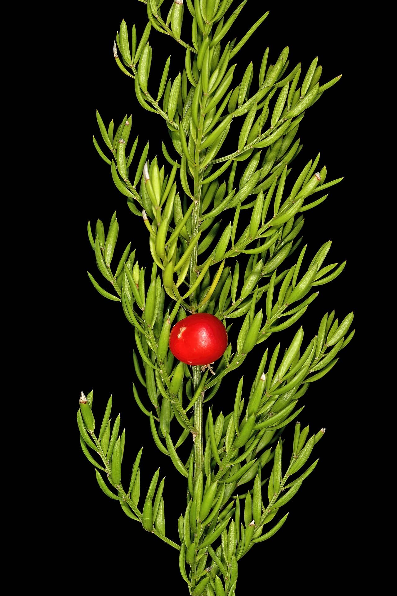 Close view of Emerald Feather (Asparagus densiflorus) foliage.