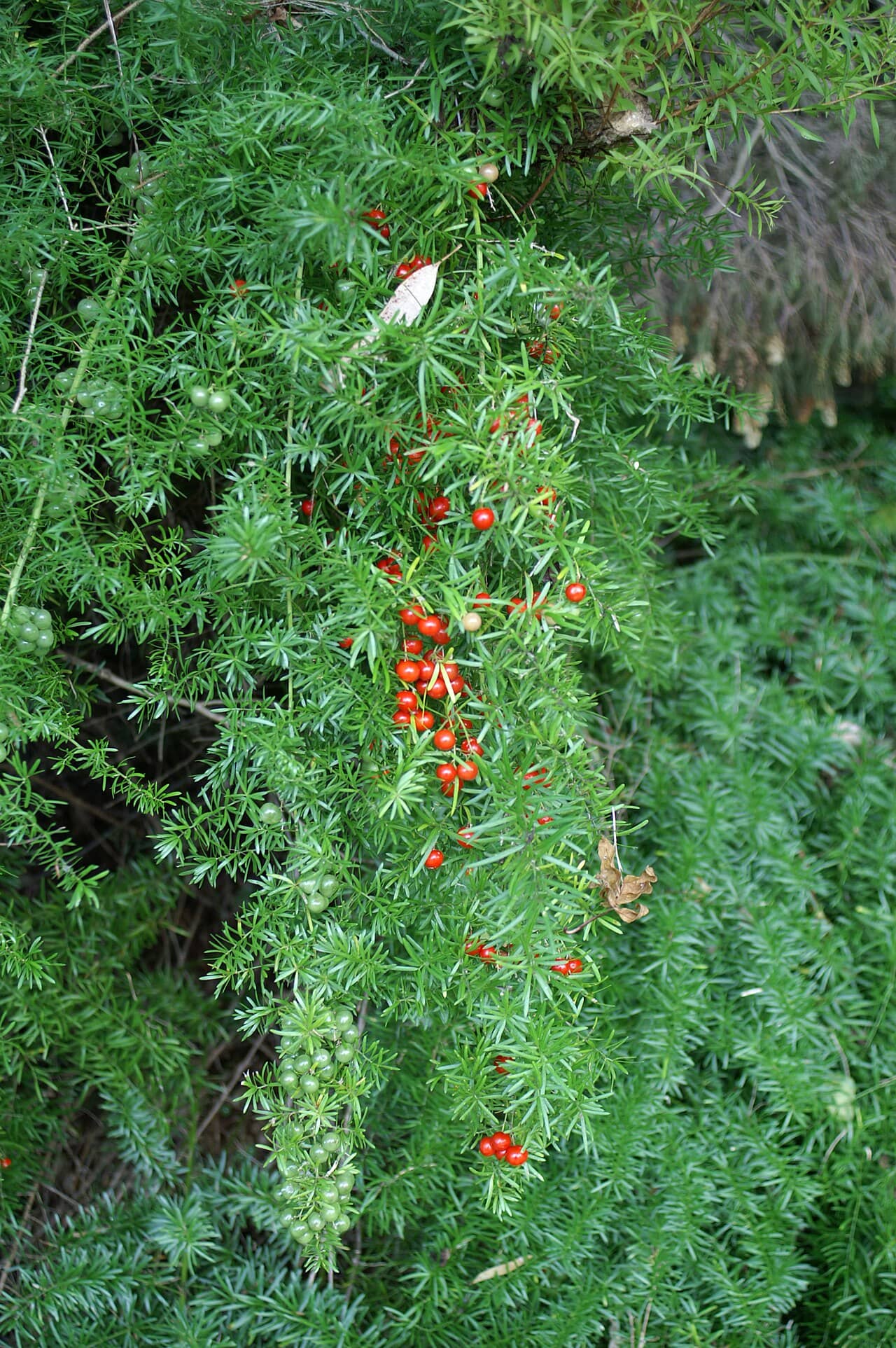 Emerald Feather (Asparagus densiflorus) growing wild.