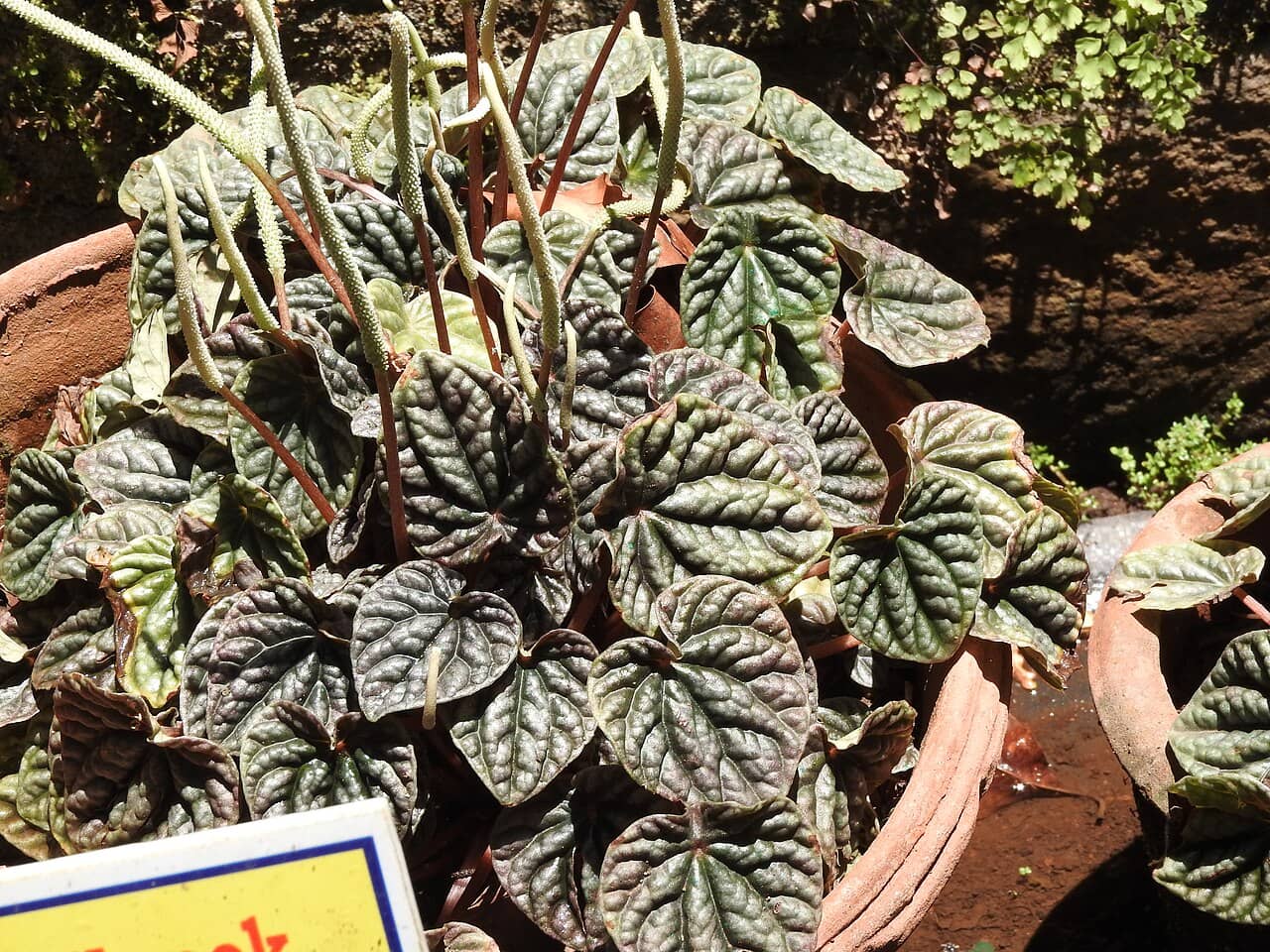 Emerald Ripple Peperomia (Peperomia caperata), the whole plant.