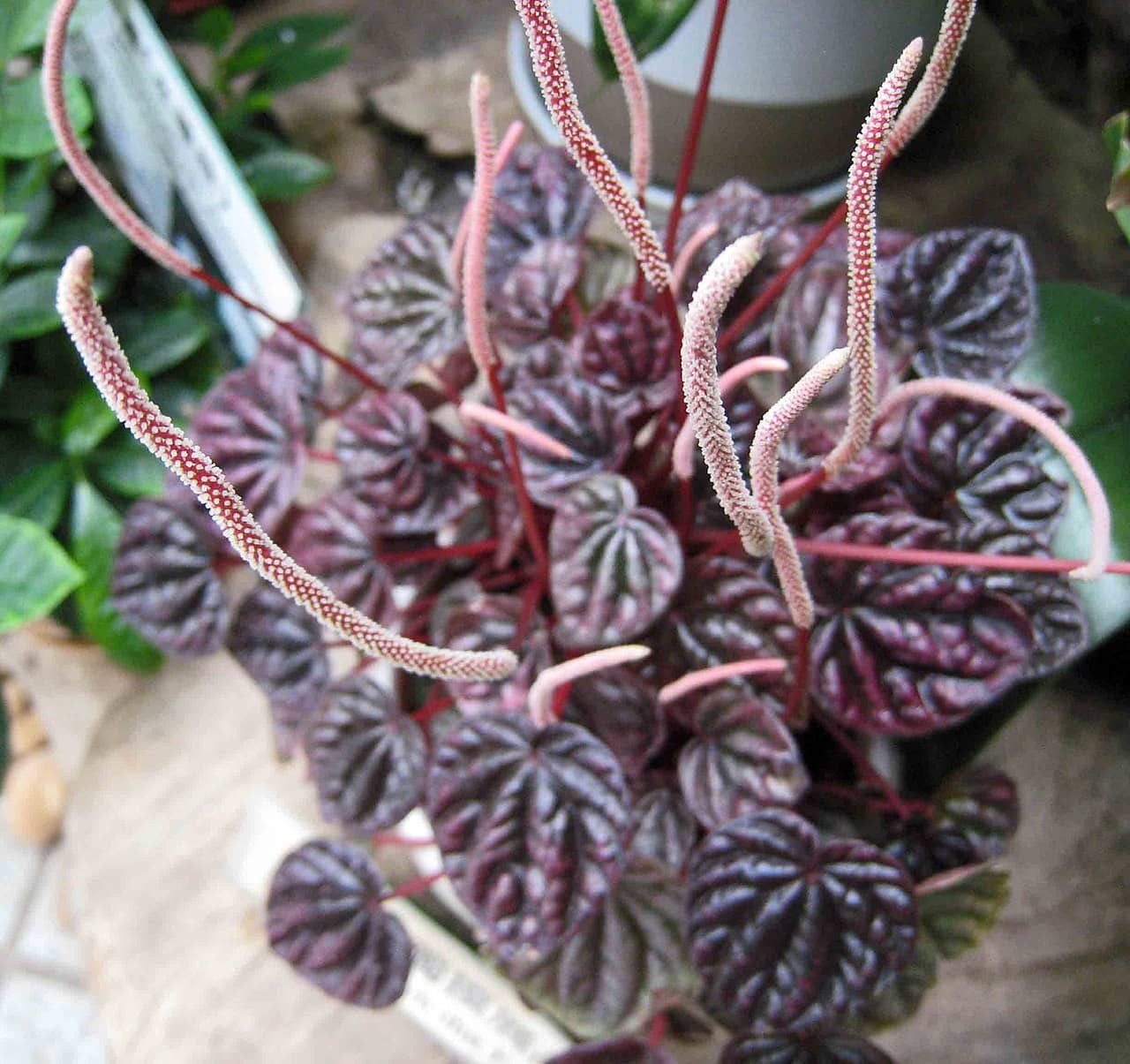 Close view of Emerald Ripple Peperomia (Peperomia caperata) foliage.