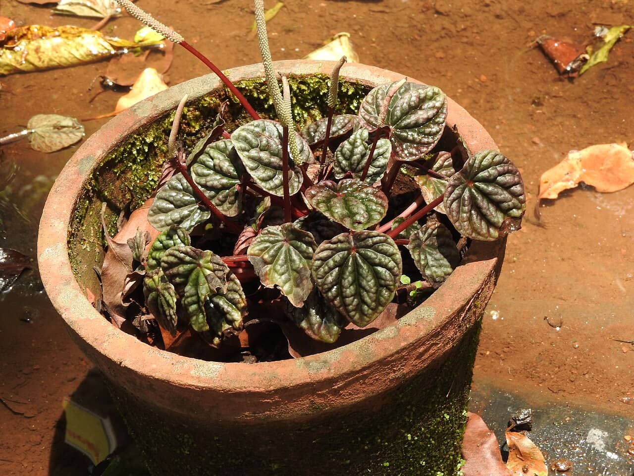 Emerald Ripple Peperomia (Peperomia caperata) growing in a pot.