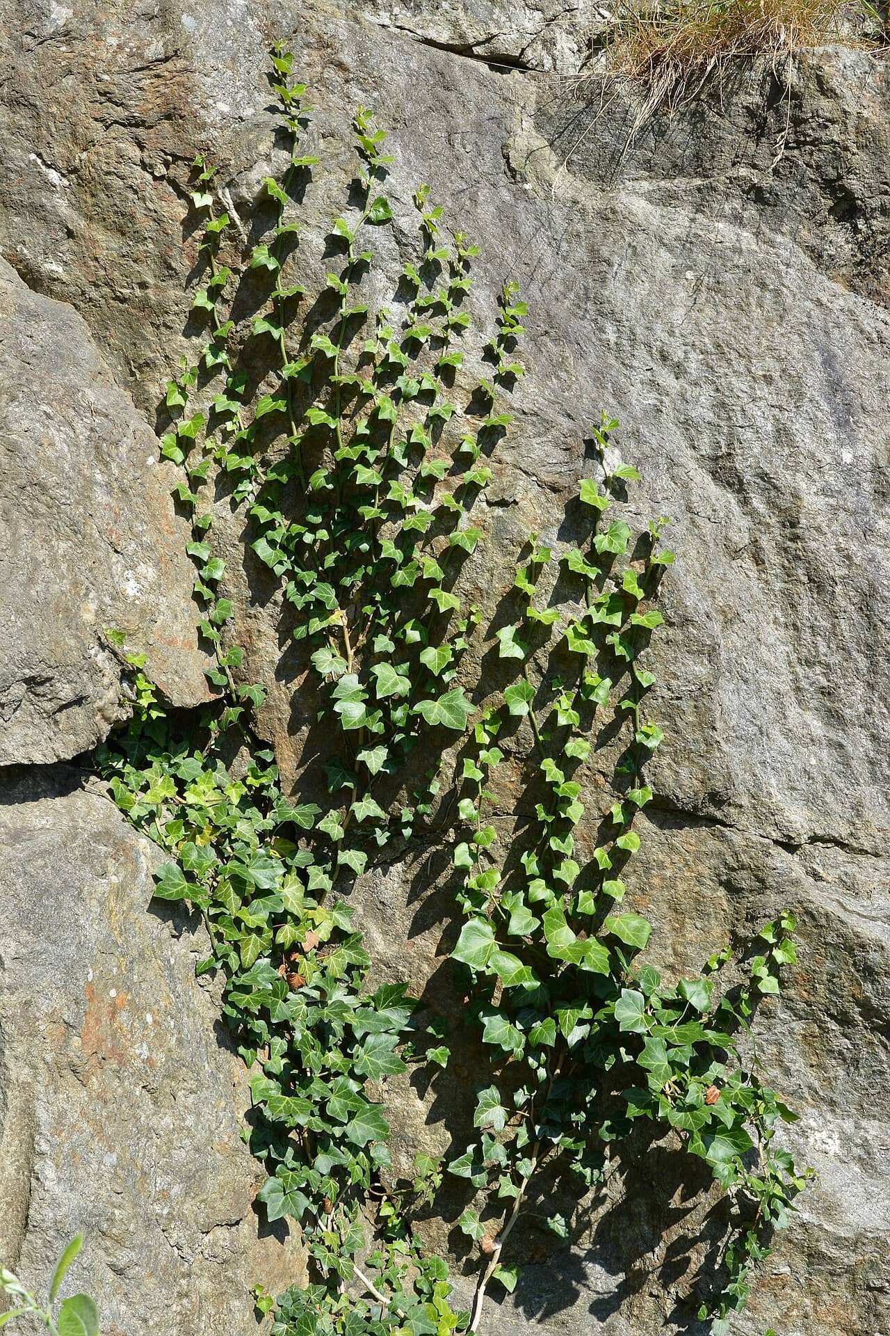 English ivy (Hedera helix), the whole plant.