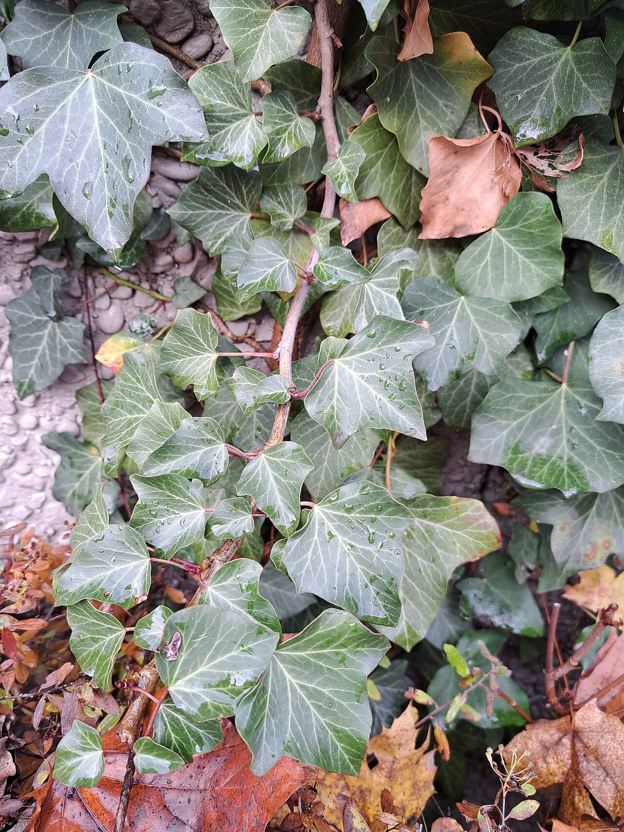 Close view of English ivy (Hedera helix) foliage.