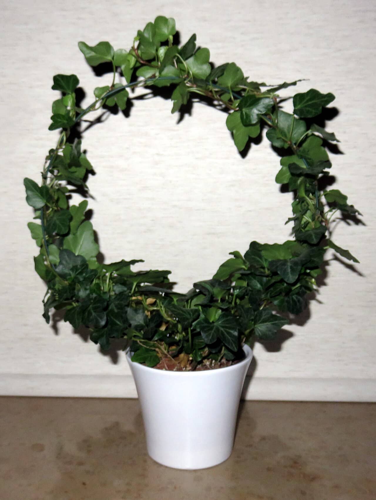 English ivy (Hedera helix) growing in a pot.