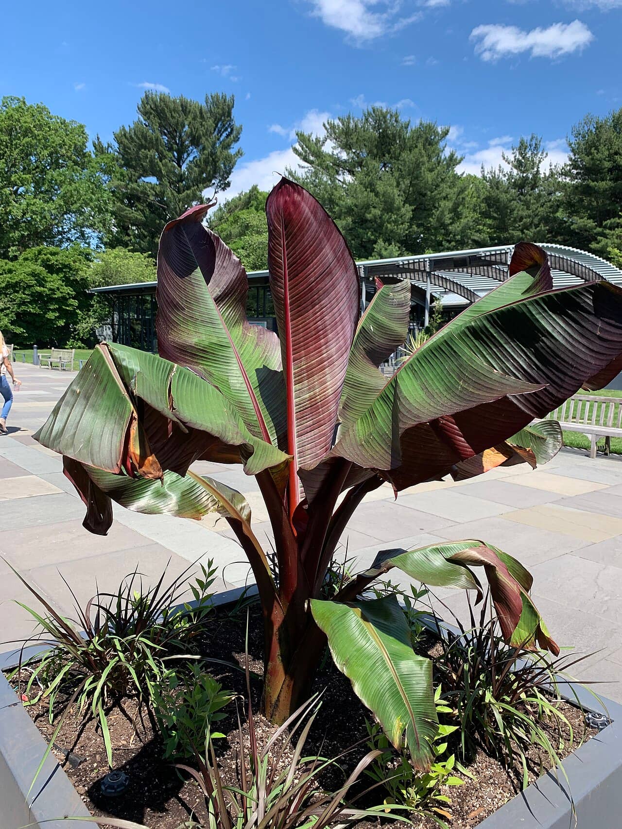 Ensete ventricosum (Ensete ventricosum), the whole plant.
