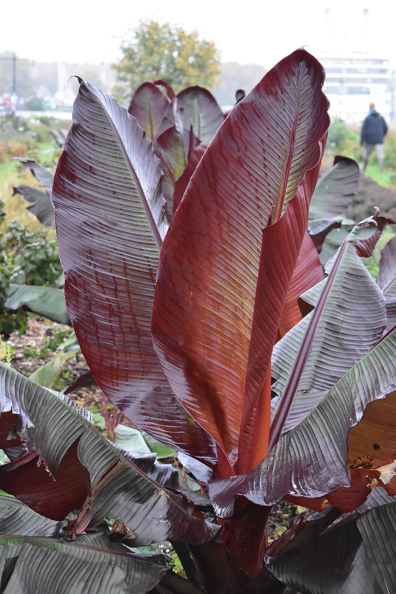 Close view of Ensete ventricosum (Ensete ventricosum) foliage.