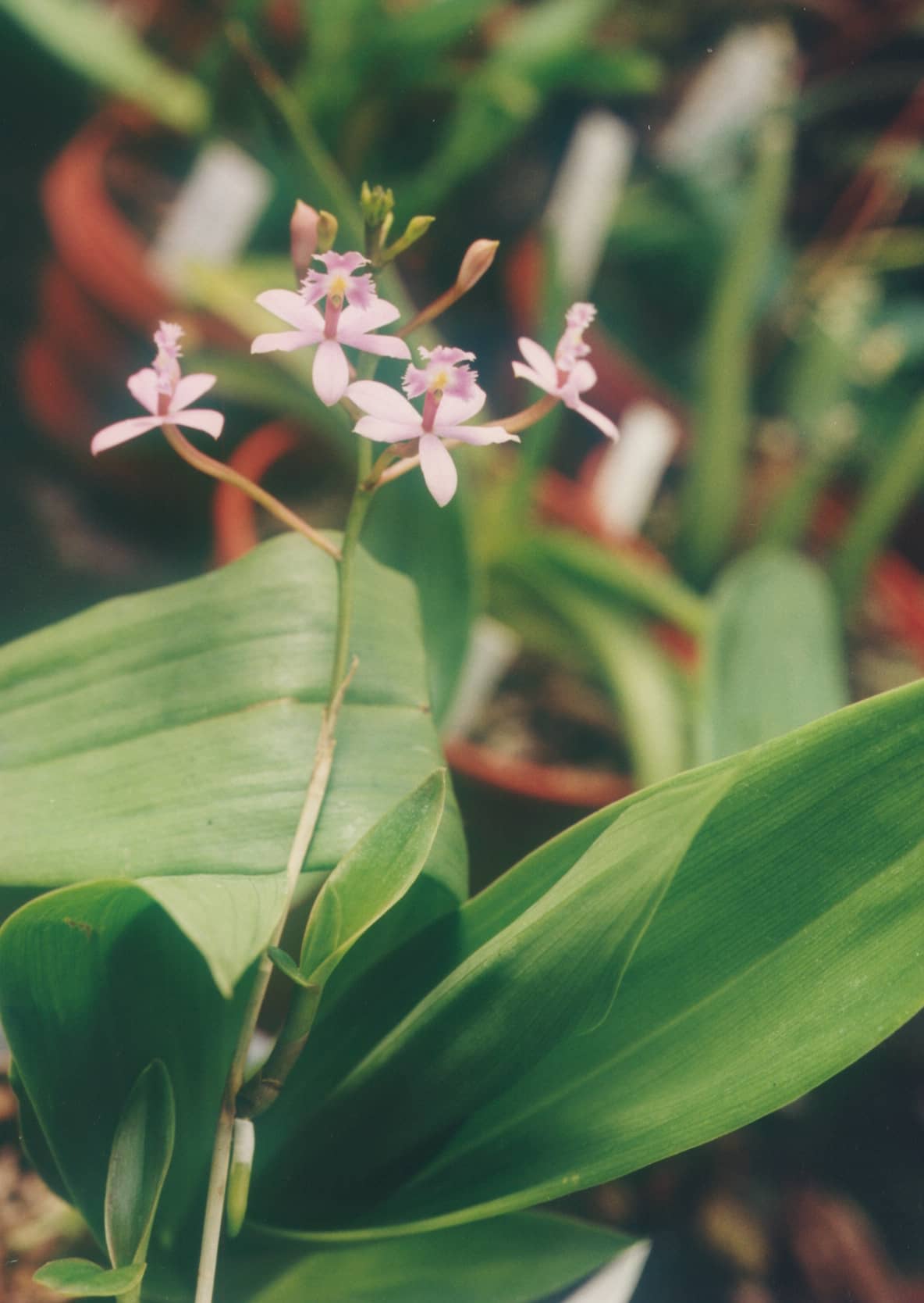 Crucifix Orchid (Epidendrum ibaguense), the whole plant.