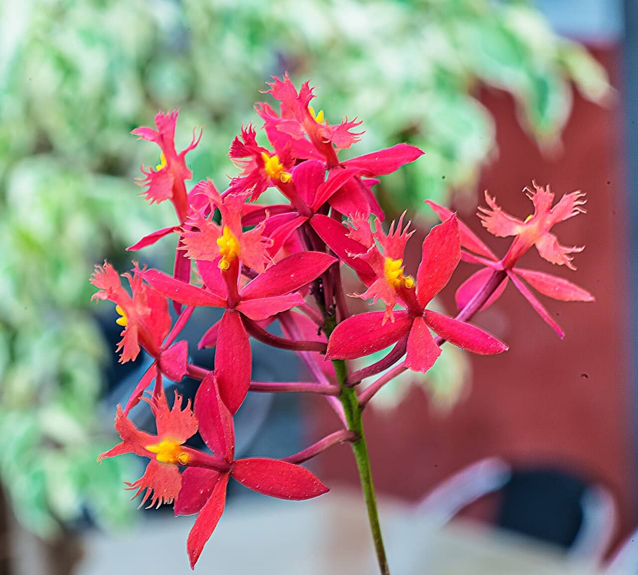 Flowers of Crucifix Orchid (Epidendrum ibaguense).