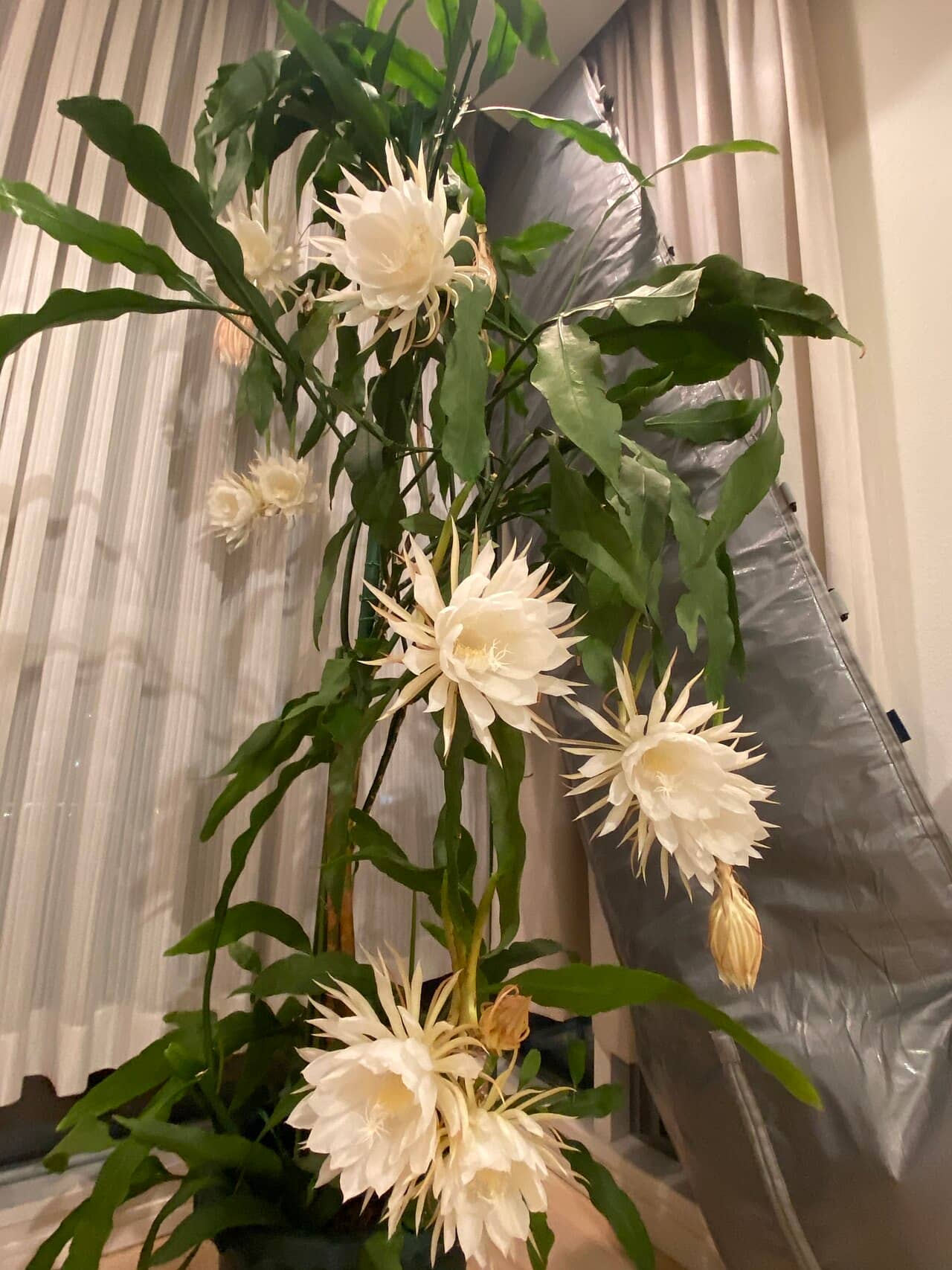 Dutchman's Pipe Cactus (Epiphyllum oxypetalum), the whole plant.