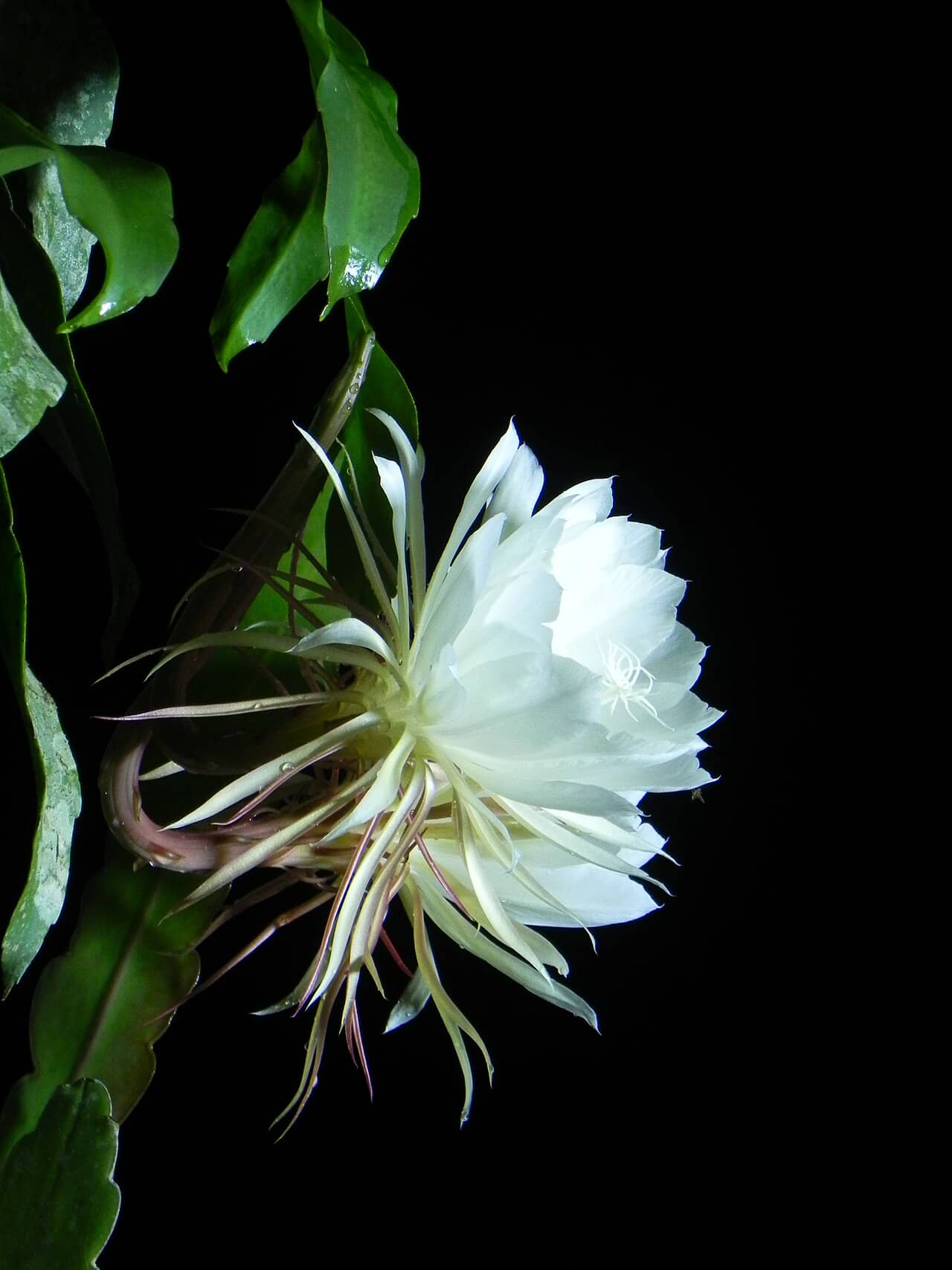Flowers of Dutchman's Pipe Cactus (Epiphyllum oxypetalum).