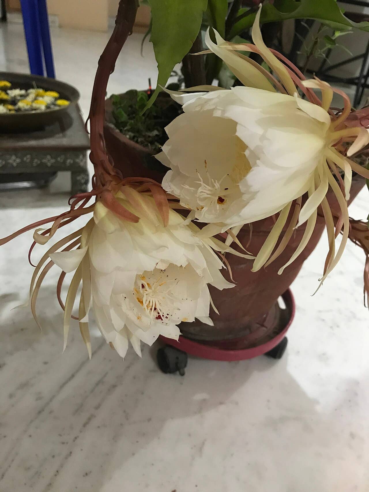 Dutchman's Pipe Cactus (Epiphyllum oxypetalum) growing in a pot.