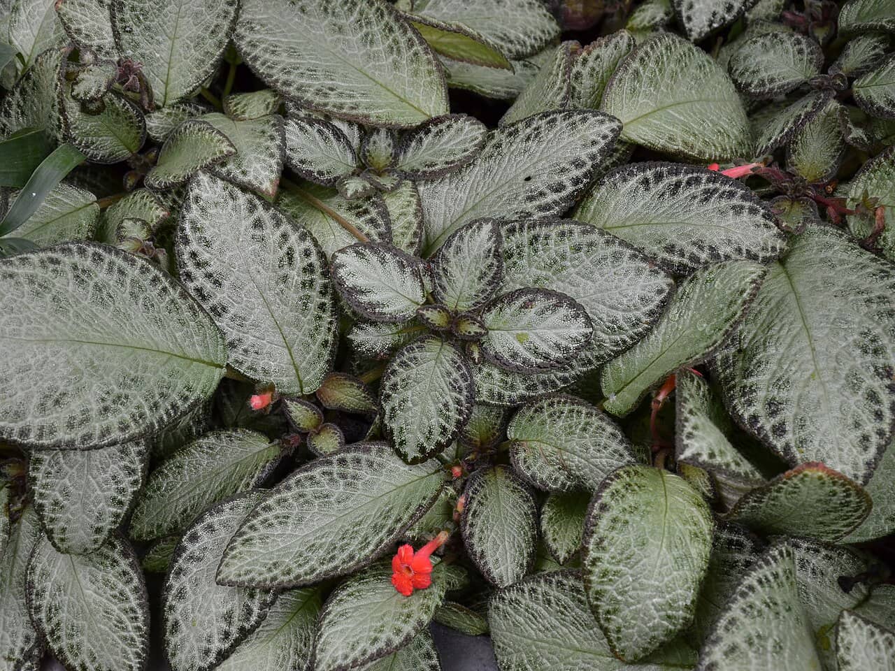 Acajou (Episcia reptans), the whole plant.