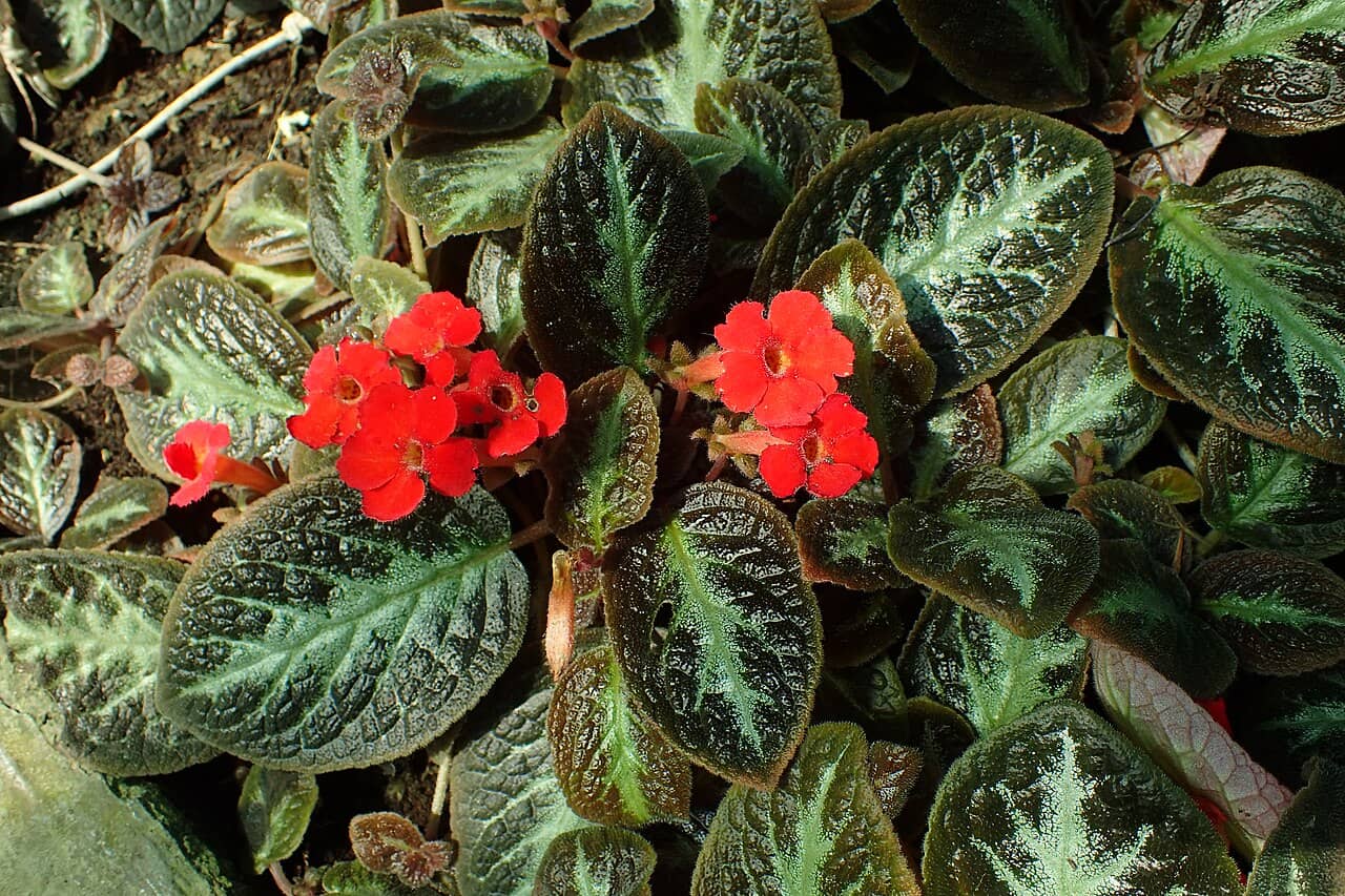 Flowers of Acajou (Episcia reptans).