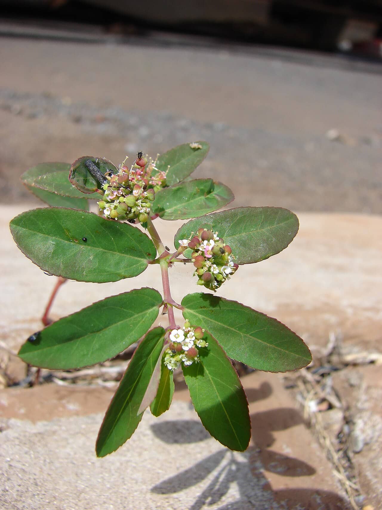 Breathless™ Euphorbias (Euphorbia hypericifolia), the whole plant.