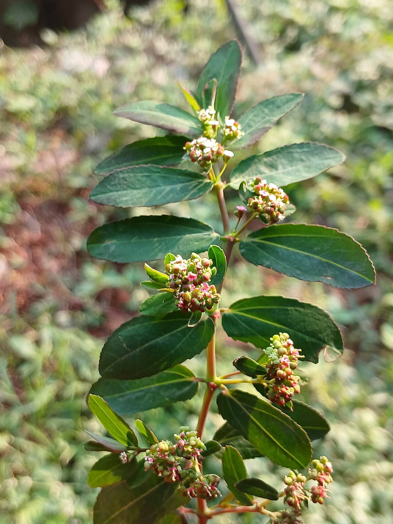 Close view of Breathless™ Euphorbias (Euphorbia hypericifolia) foliage.