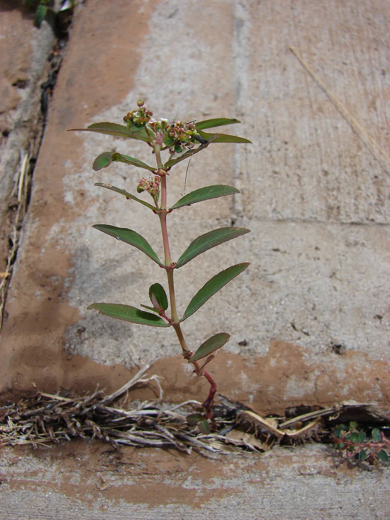 Breathless™ Euphorbias (Euphorbia hypericifolia) growing wild.