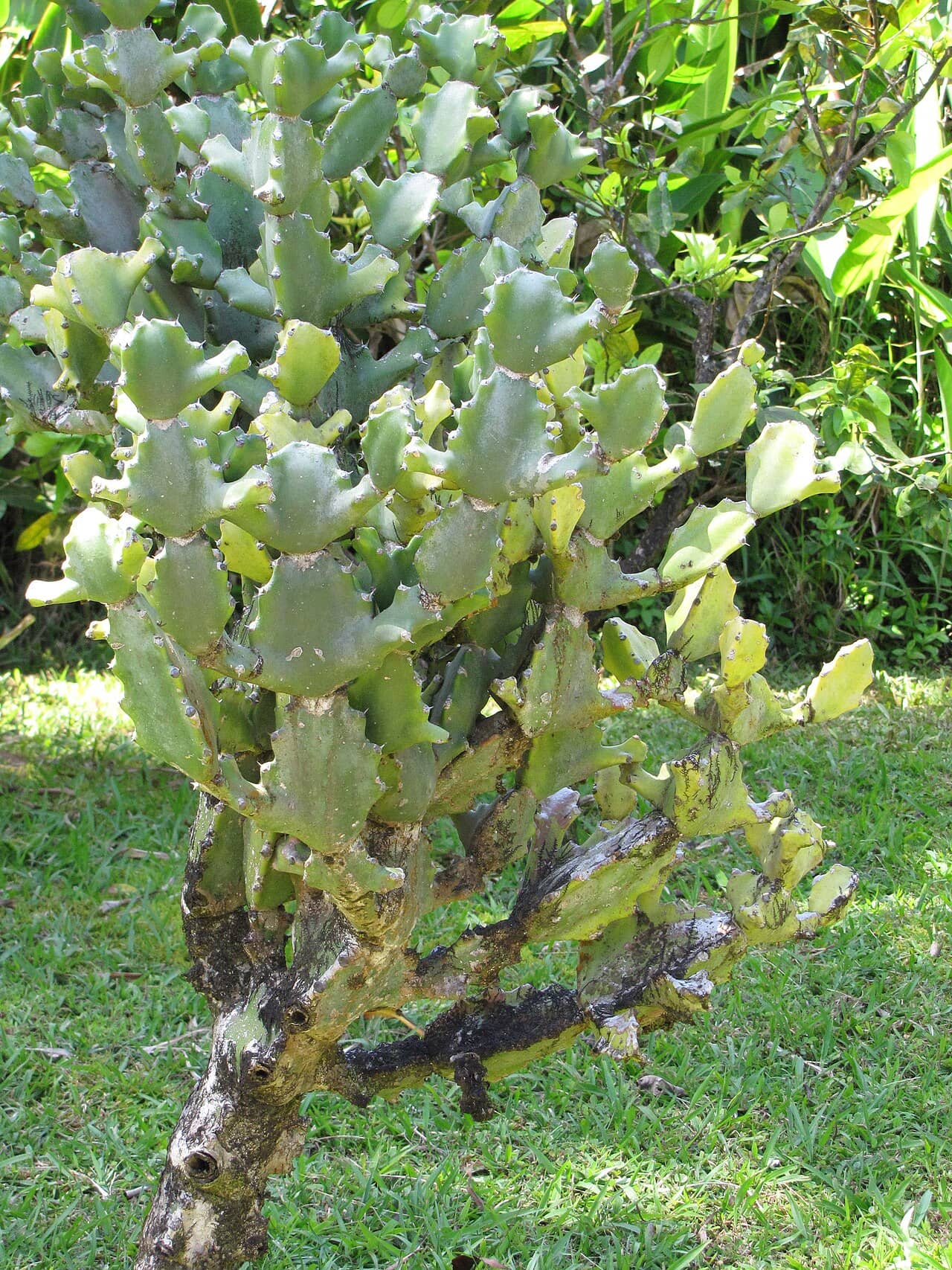 Candelabra Cactus (Euphorbia lactea), the whole plant.