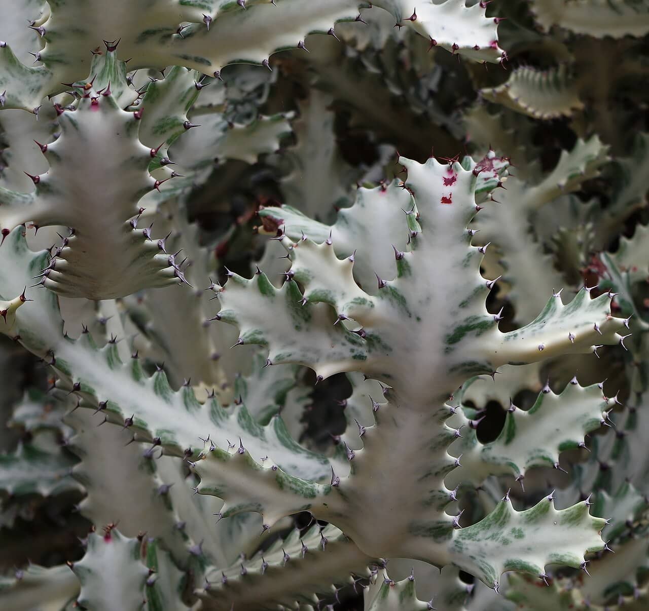 Close view of Candelabra Cactus (Euphorbia lactea) foliage.