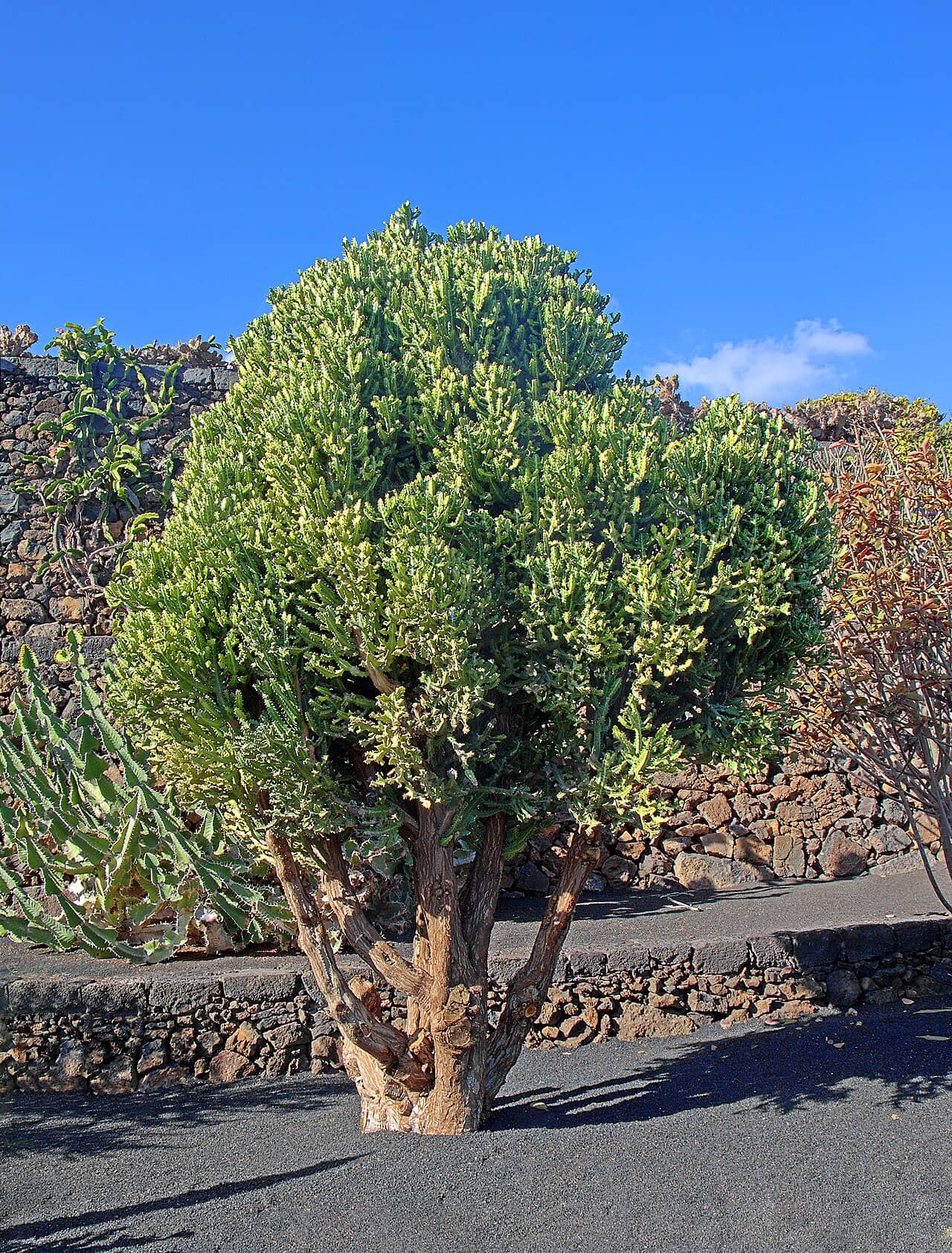Candelabra Cactus (Euphorbia lactea) growing wild.