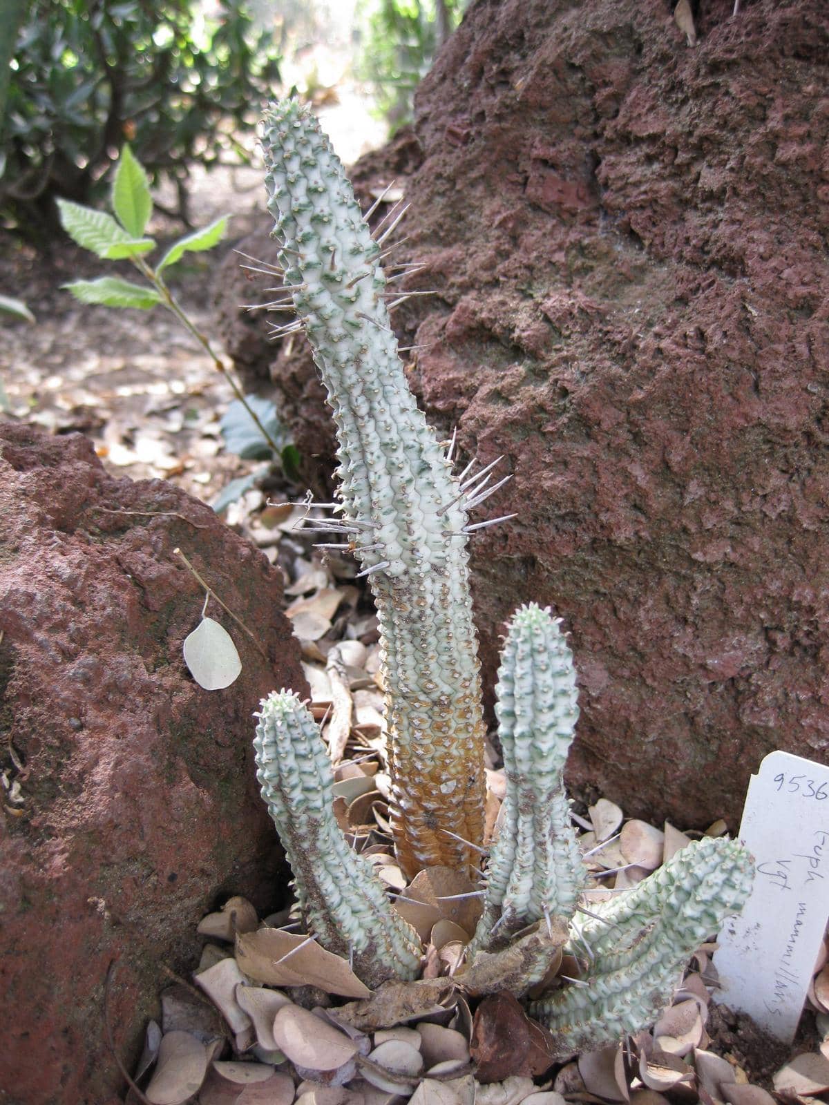 Corncob Cactus (Euphorbia mammillaris), the whole plant.
