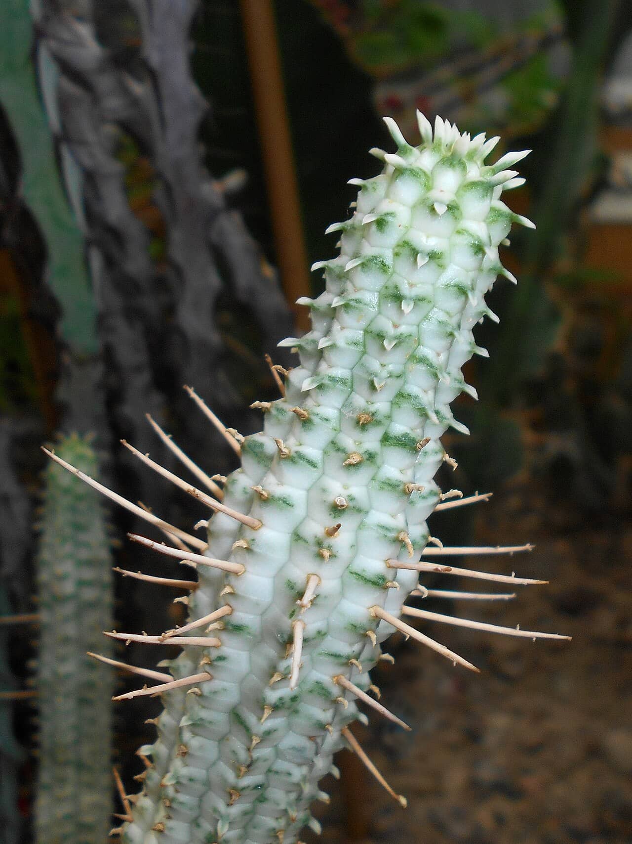 Close view of Corncob Cactus (Euphorbia mammillaris) foliage.
