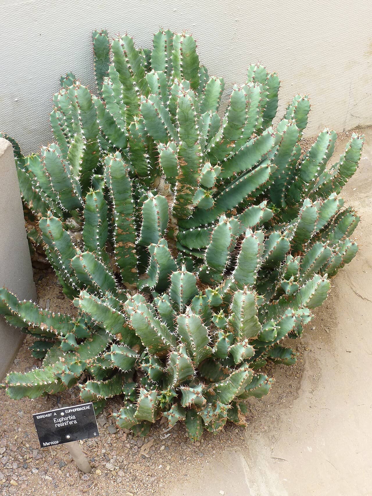 African Spurge (Euphorbia resinifera), the whole plant.