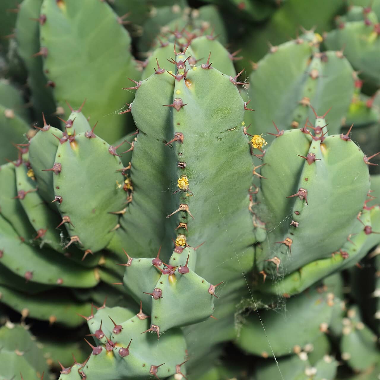 Close view of African Spurge (Euphorbia resinifera) foliage.