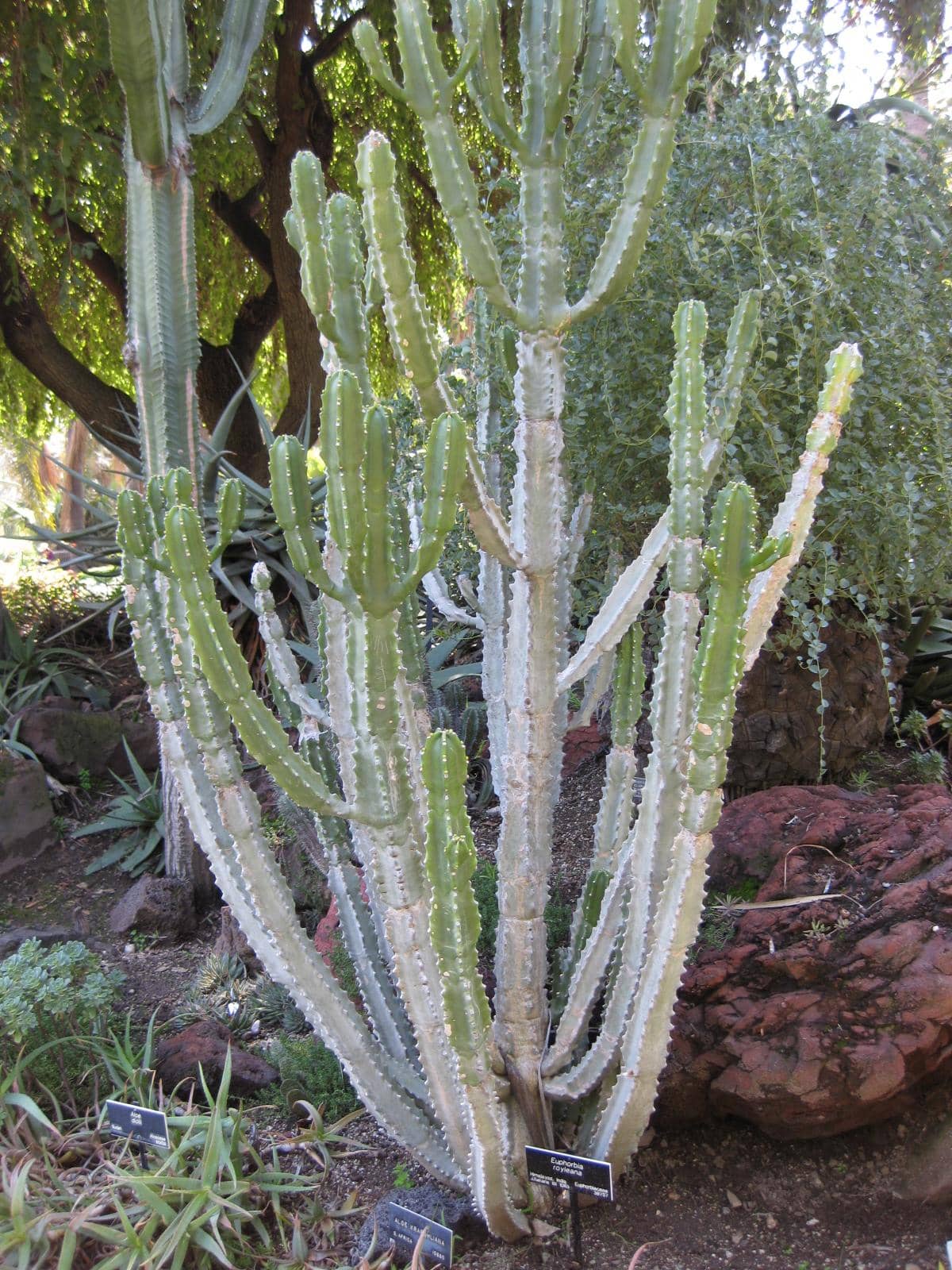 Churee (Euphorbia royleana), the whole plant.