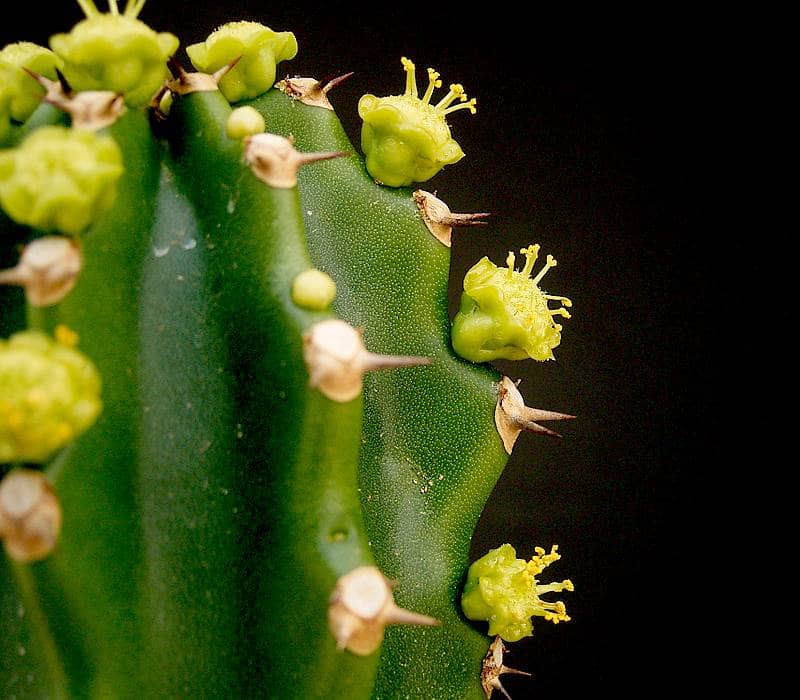 Close view of Churee (Euphorbia royleana) foliage.