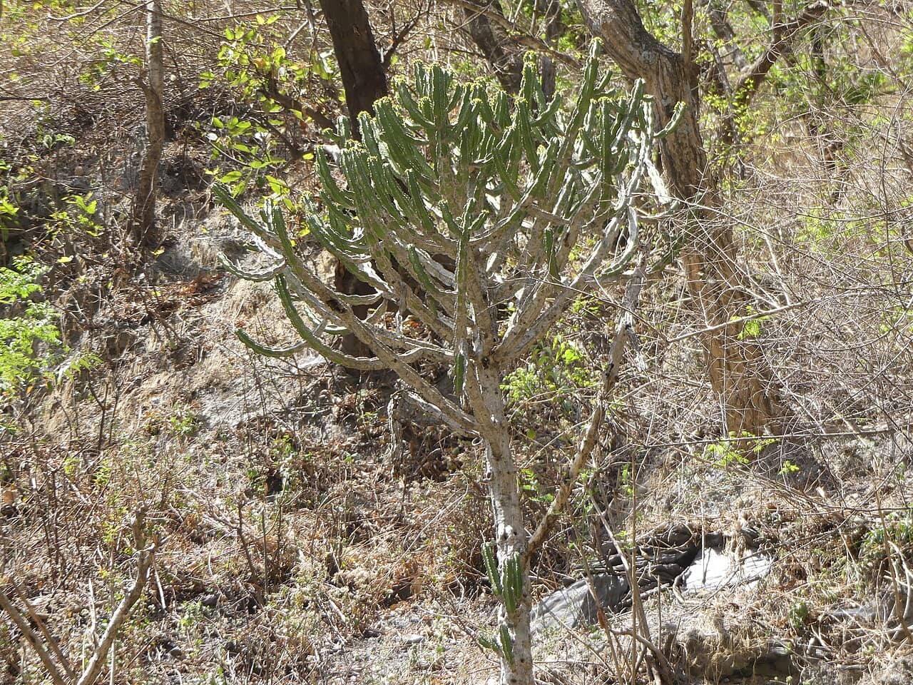 Churee (Euphorbia royleana) growing wild.