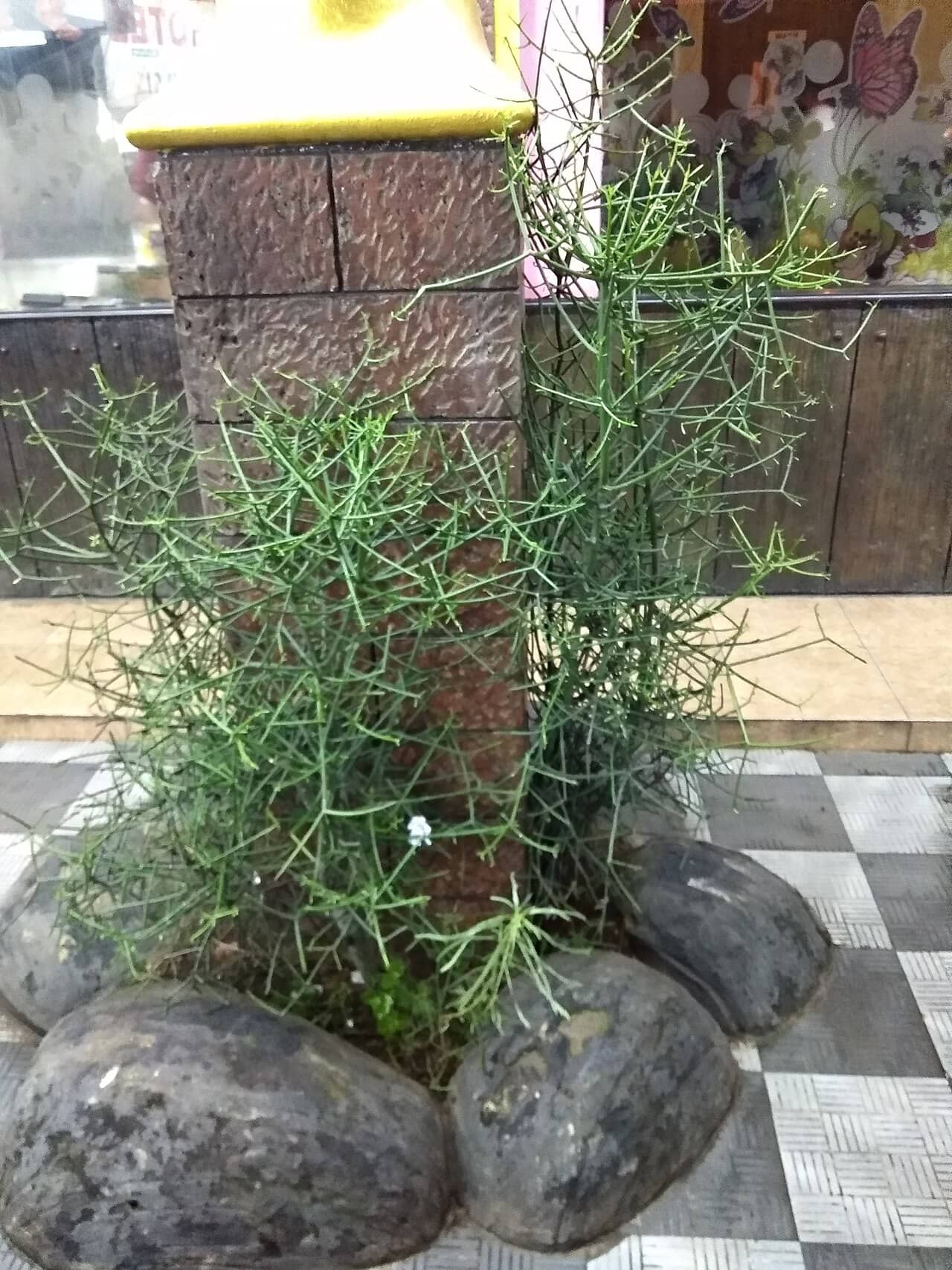 African Milkbush (Euphorbia tirucalli), the whole plant.