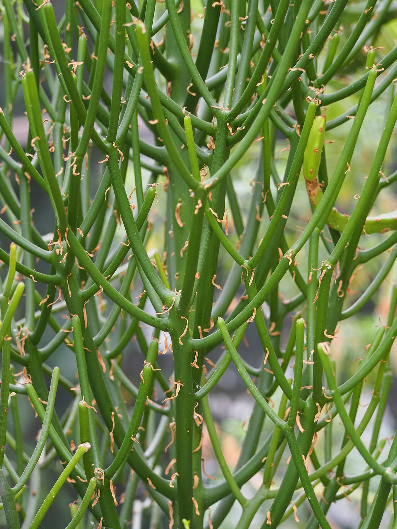 Close view of African Milkbush (Euphorbia tirucalli) foliage.