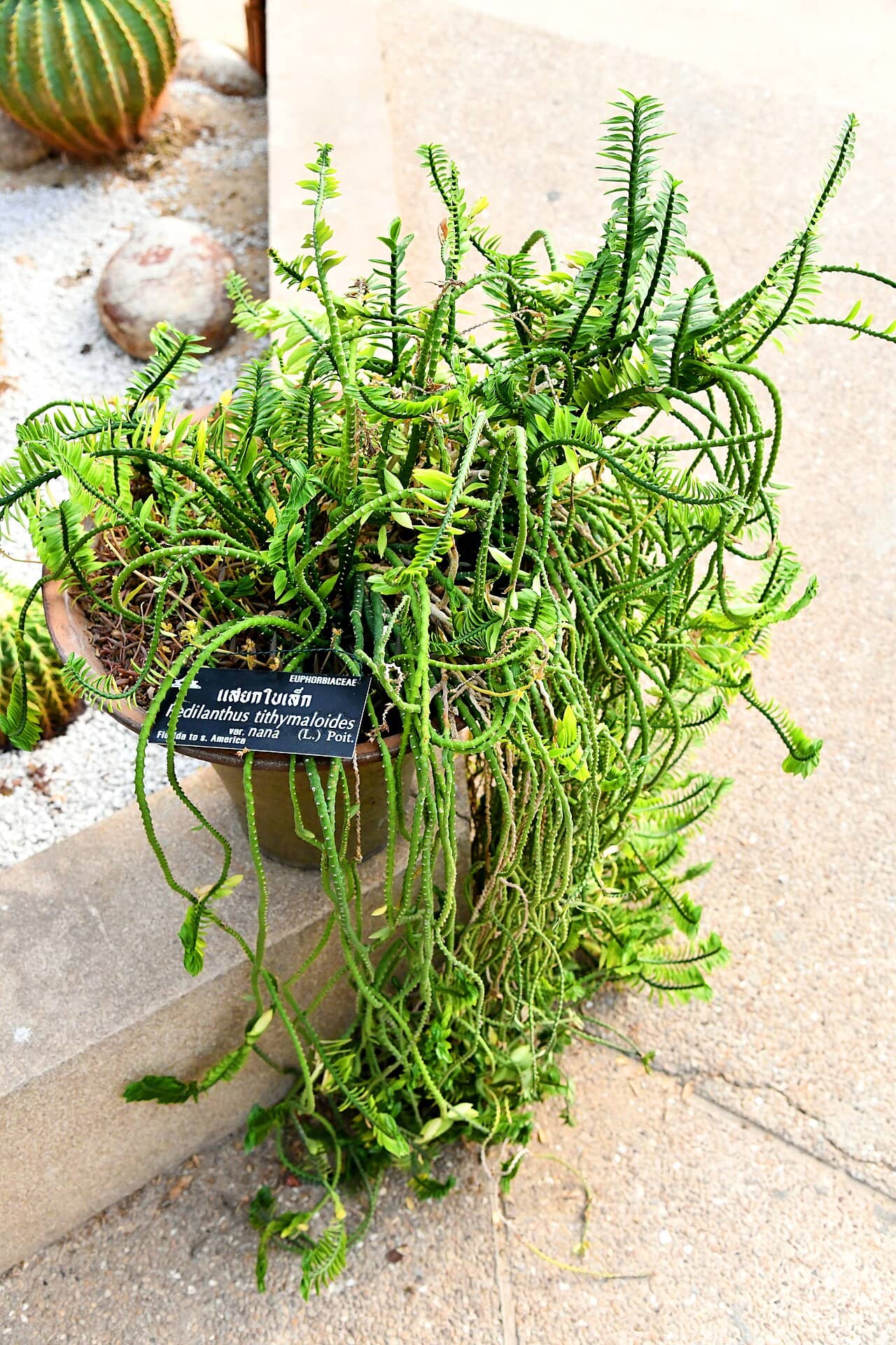 Devil's Backbone (Euphorbia tithymaloides), the whole plant.