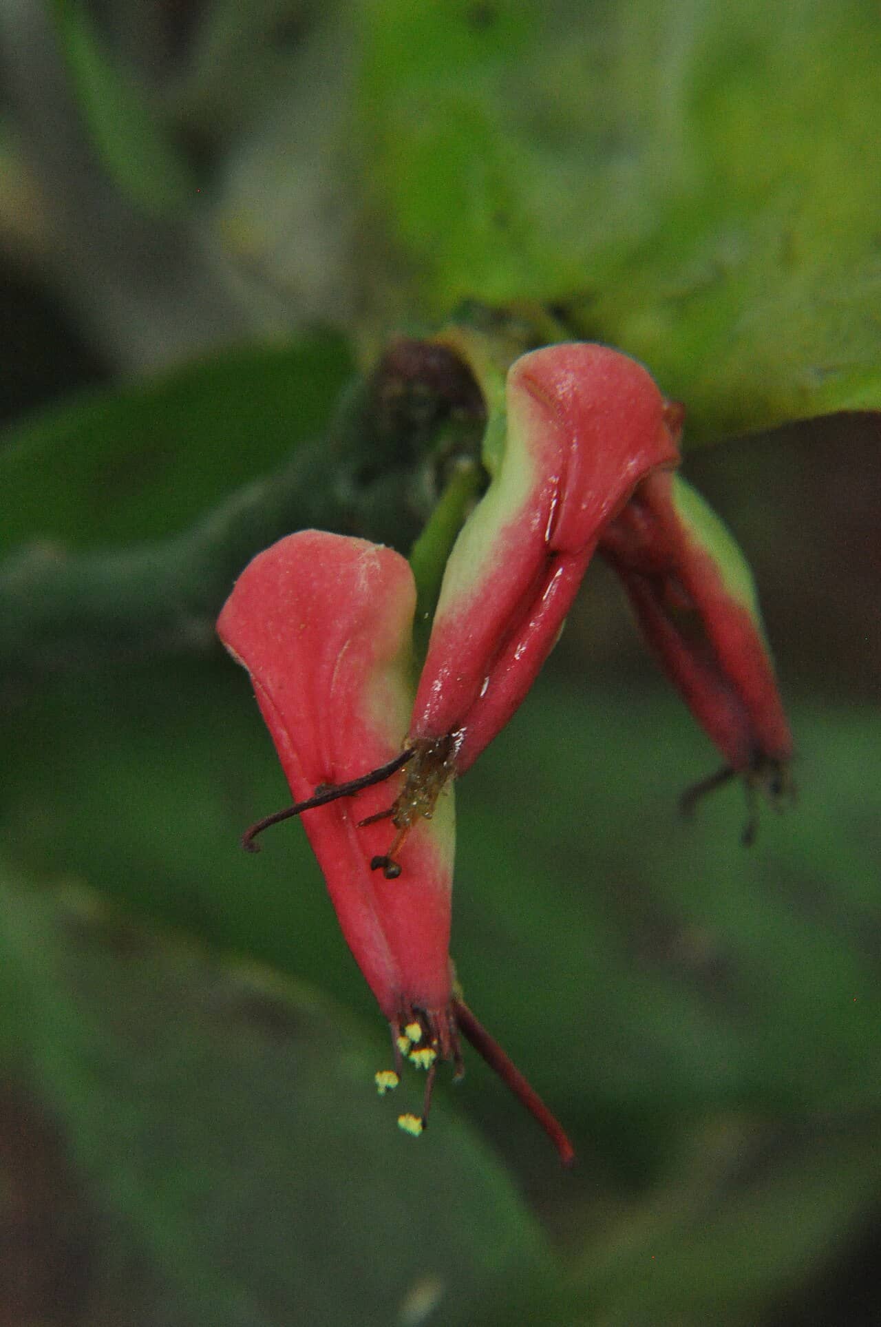 Flowers of Devil's Backbone (Euphorbia tithymaloides).