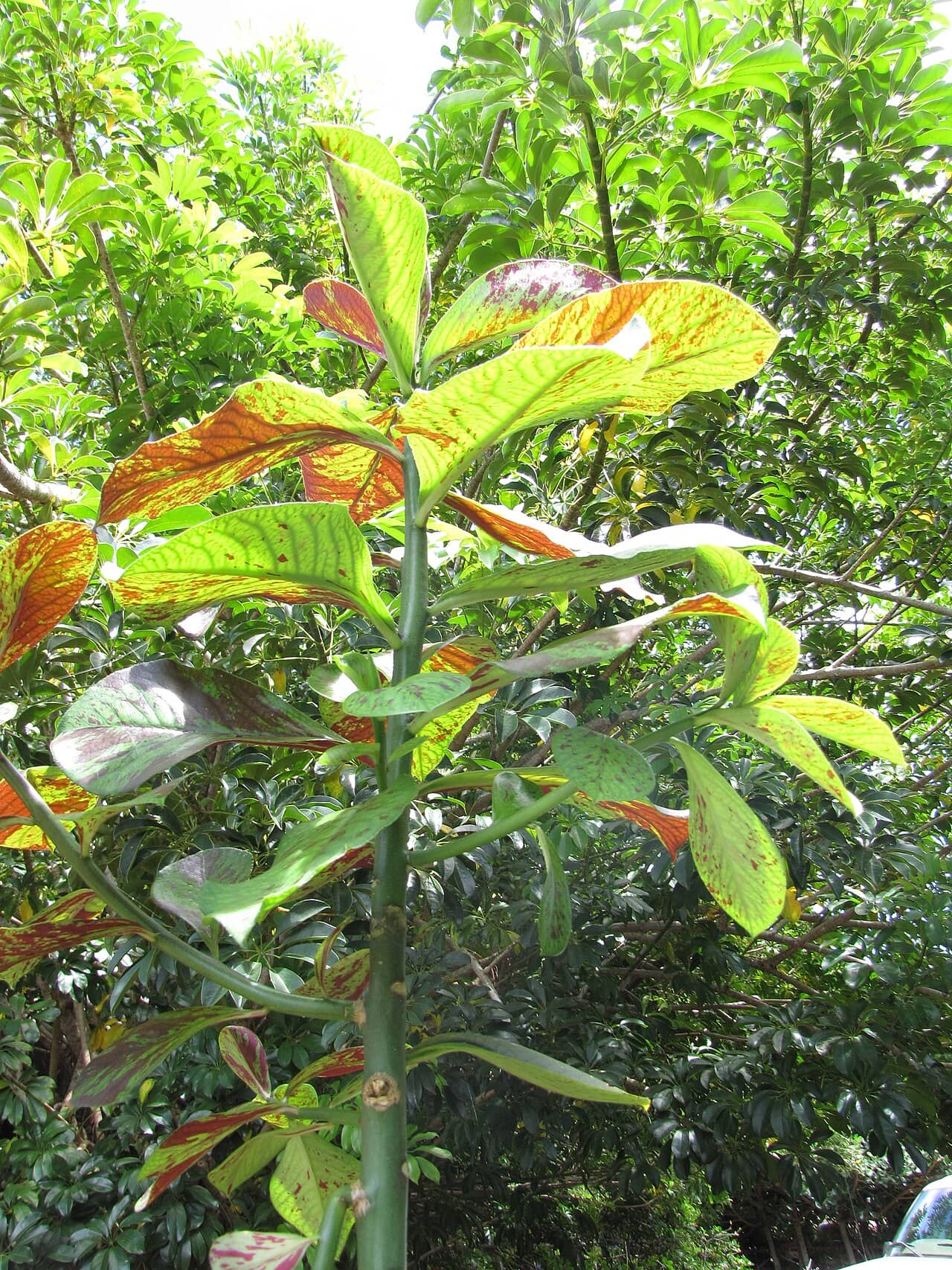 African Milkbush (Euphorbia umbellata), the whole plant.