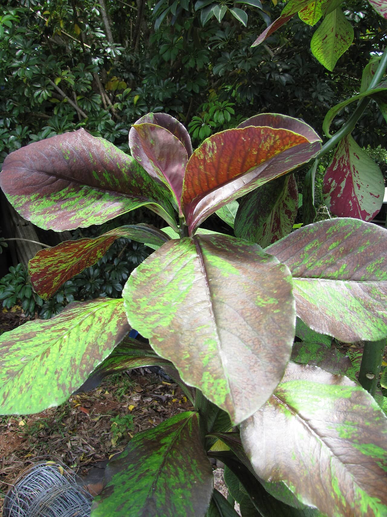Close view of African Milkbush (Euphorbia umbellata) foliage.