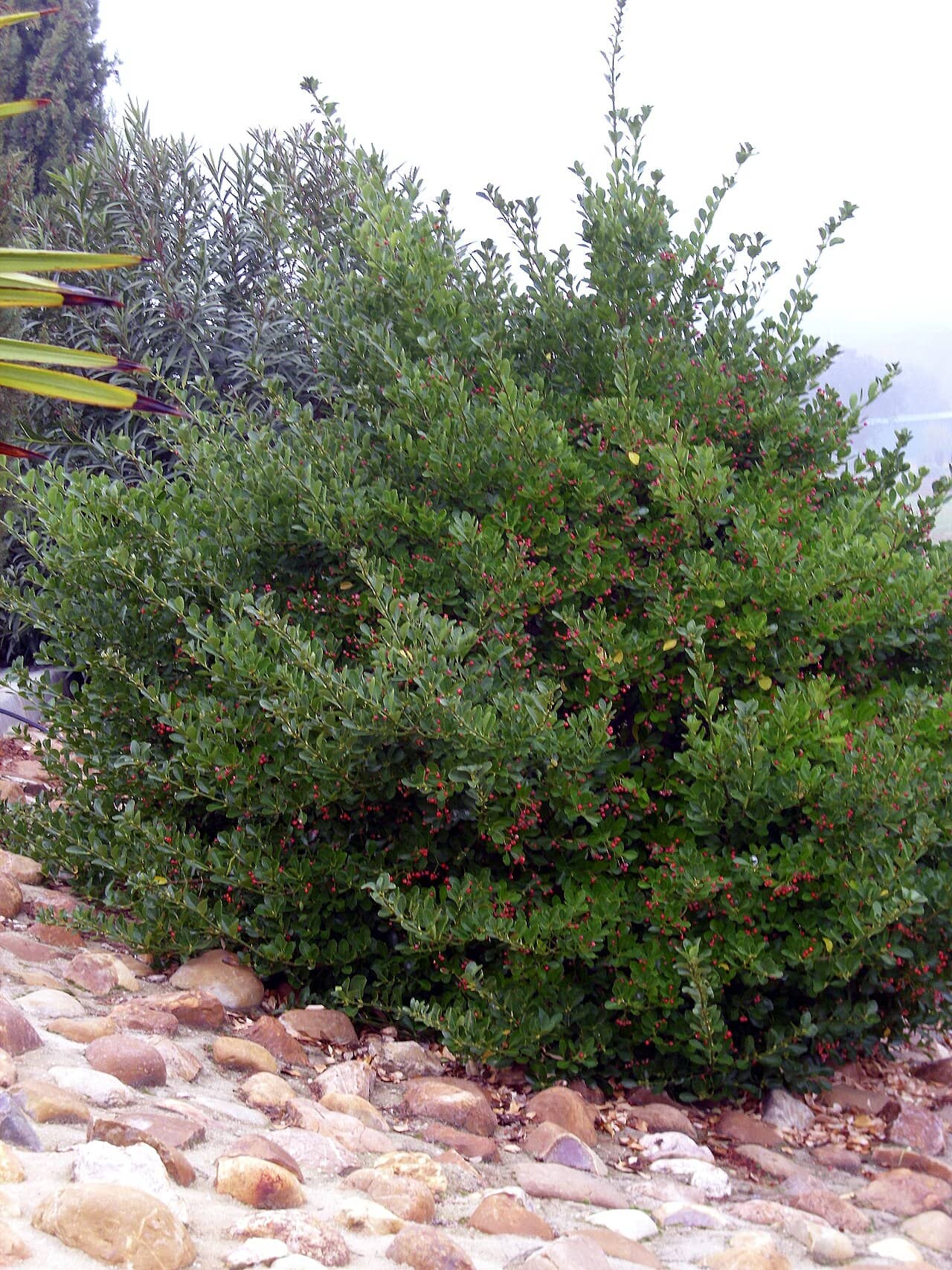 Evergreen spindle (Euonymus japonicus), the whole plant.