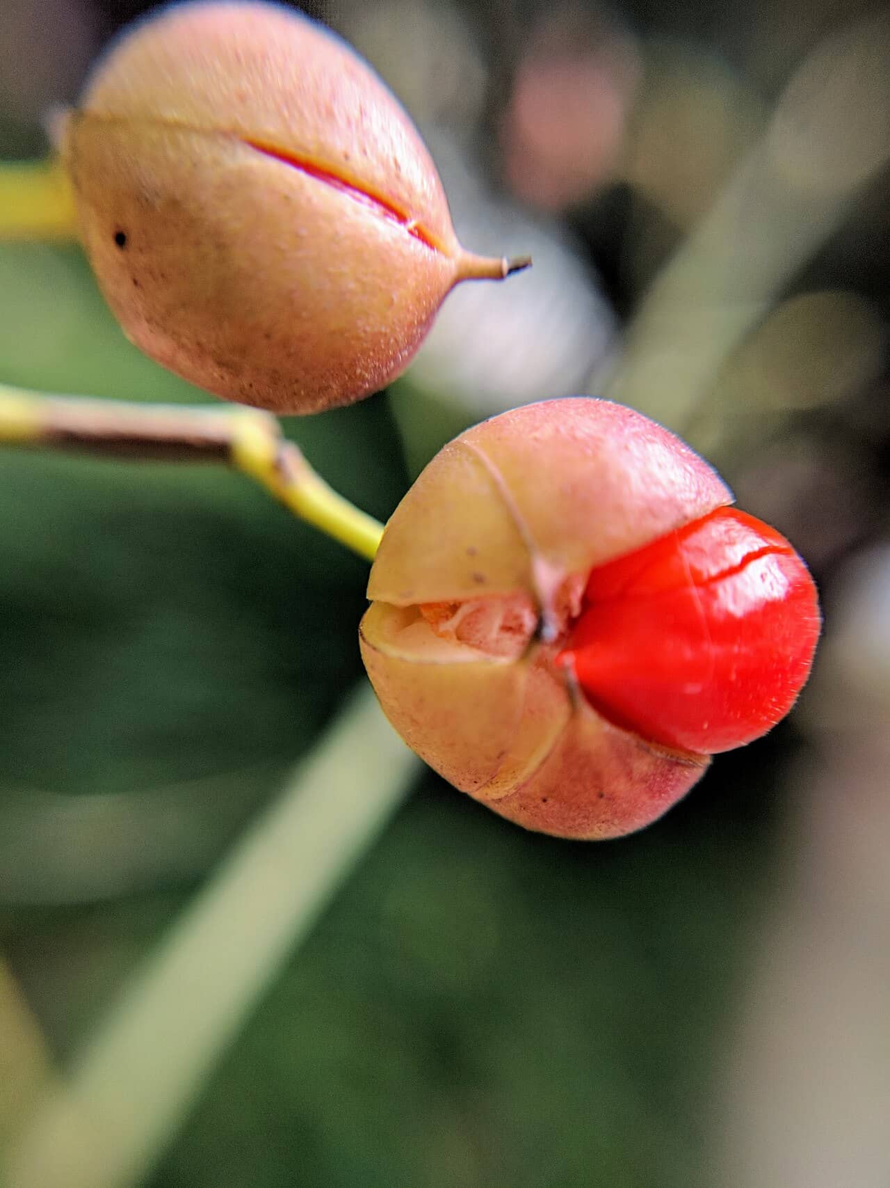 Close view of Evergreen spindle (Euonymus japonicus) foliage.