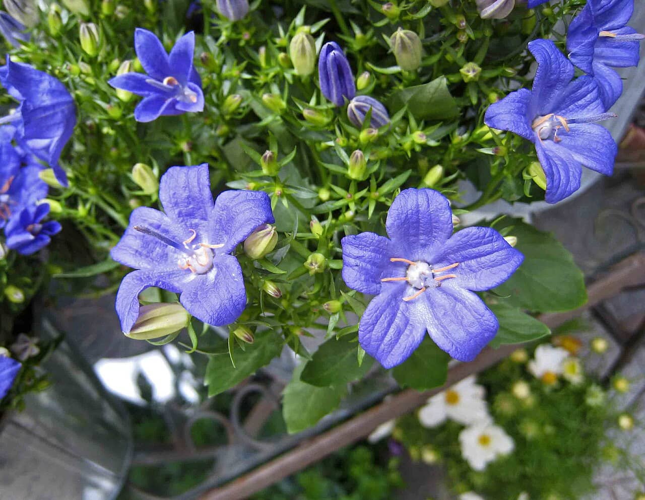 Flowers of Falling Stars (Campanula isophylla).