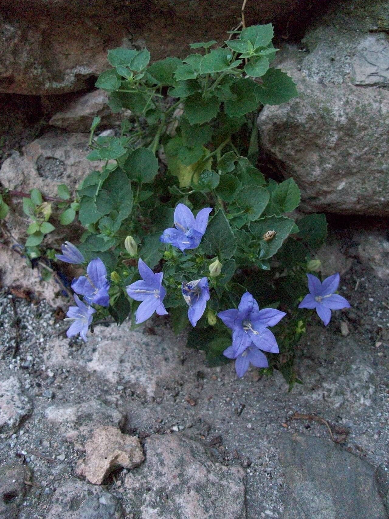 Falling Stars (Campanula isophylla) growing wild.