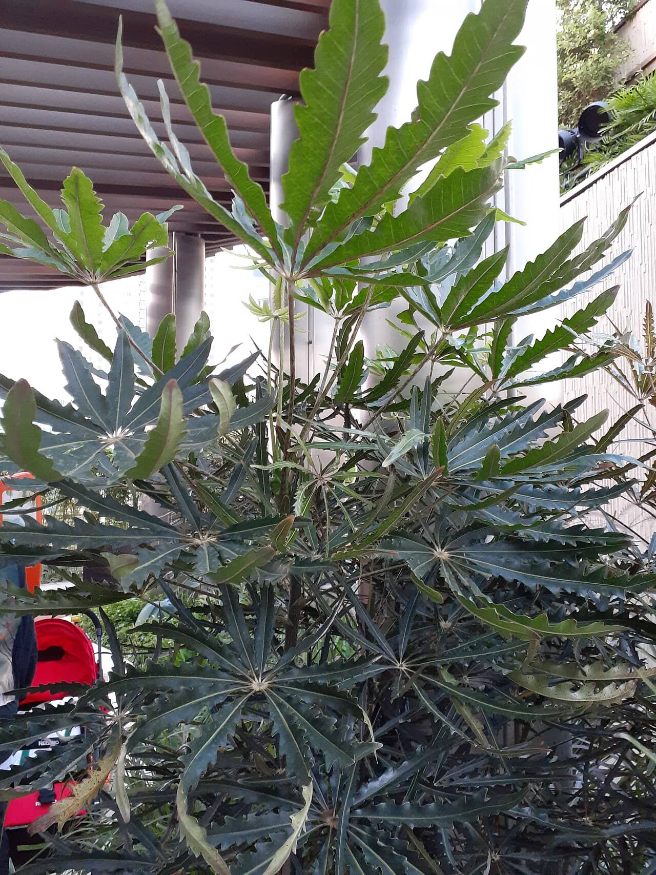 False Aralia (Plerandra elegantissima), the whole plant.