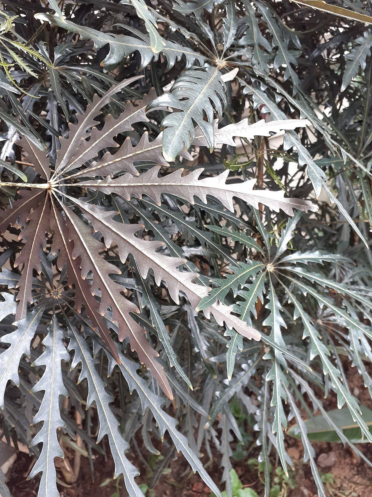 Close view of False Aralia (Plerandra elegantissima) foliage.