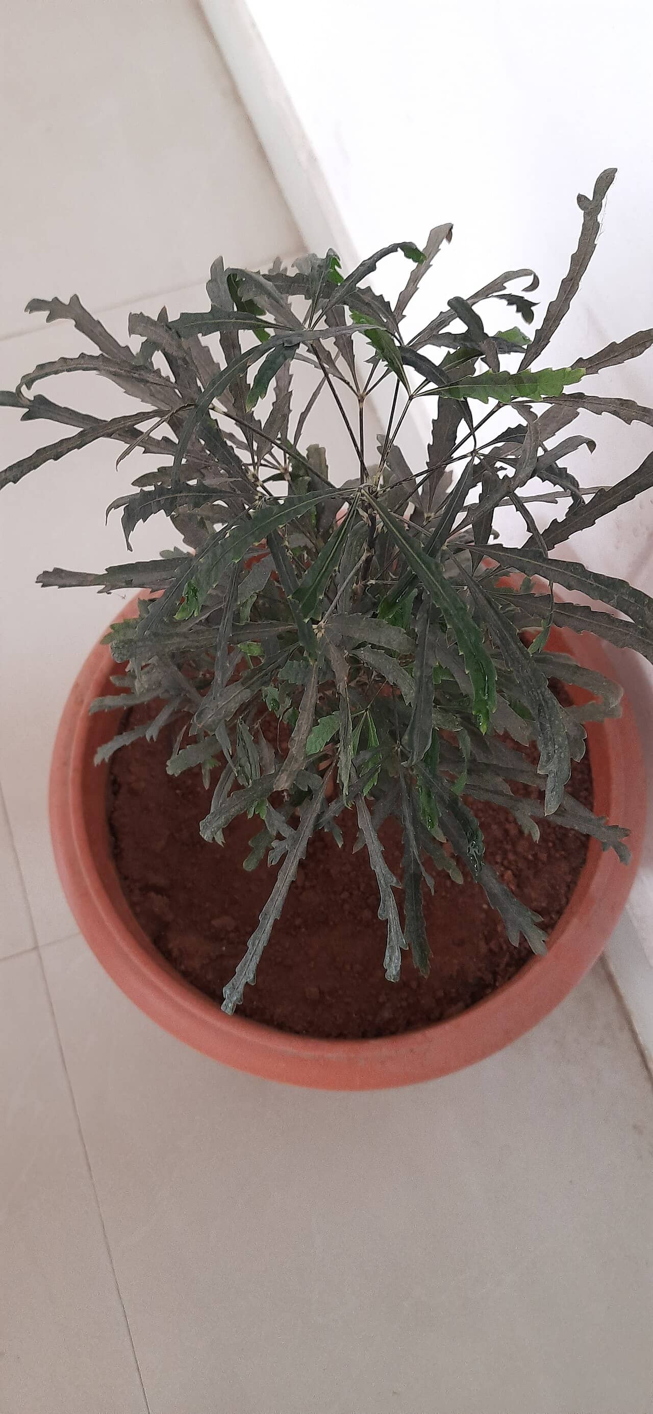False Aralia (Plerandra elegantissima) growing in a pot.