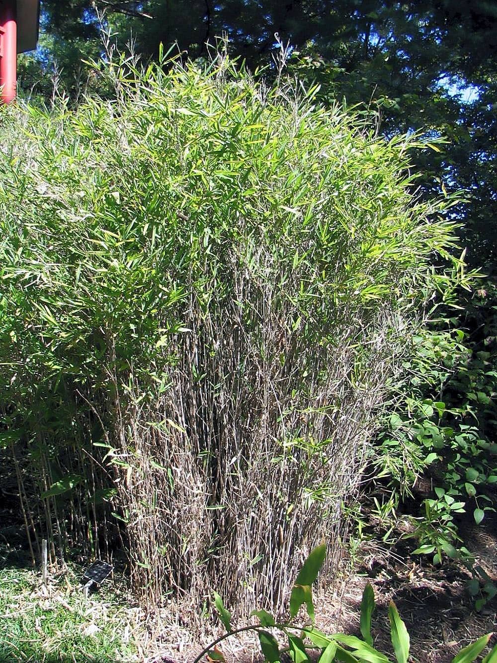 Fargesia nitida (Fargesia nitida), the whole plant.