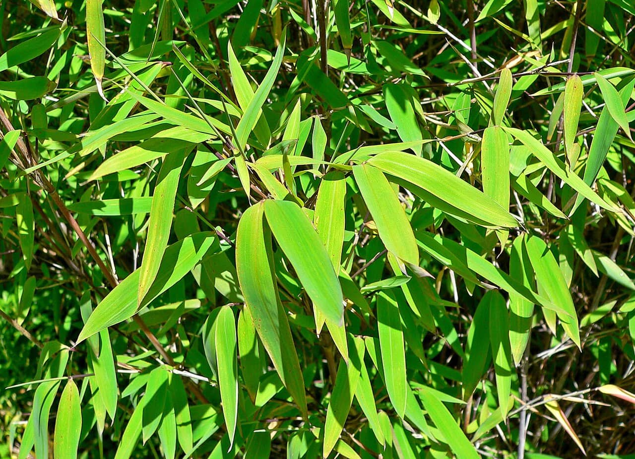 Close view of Fargesia nitida (Fargesia nitida) foliage.