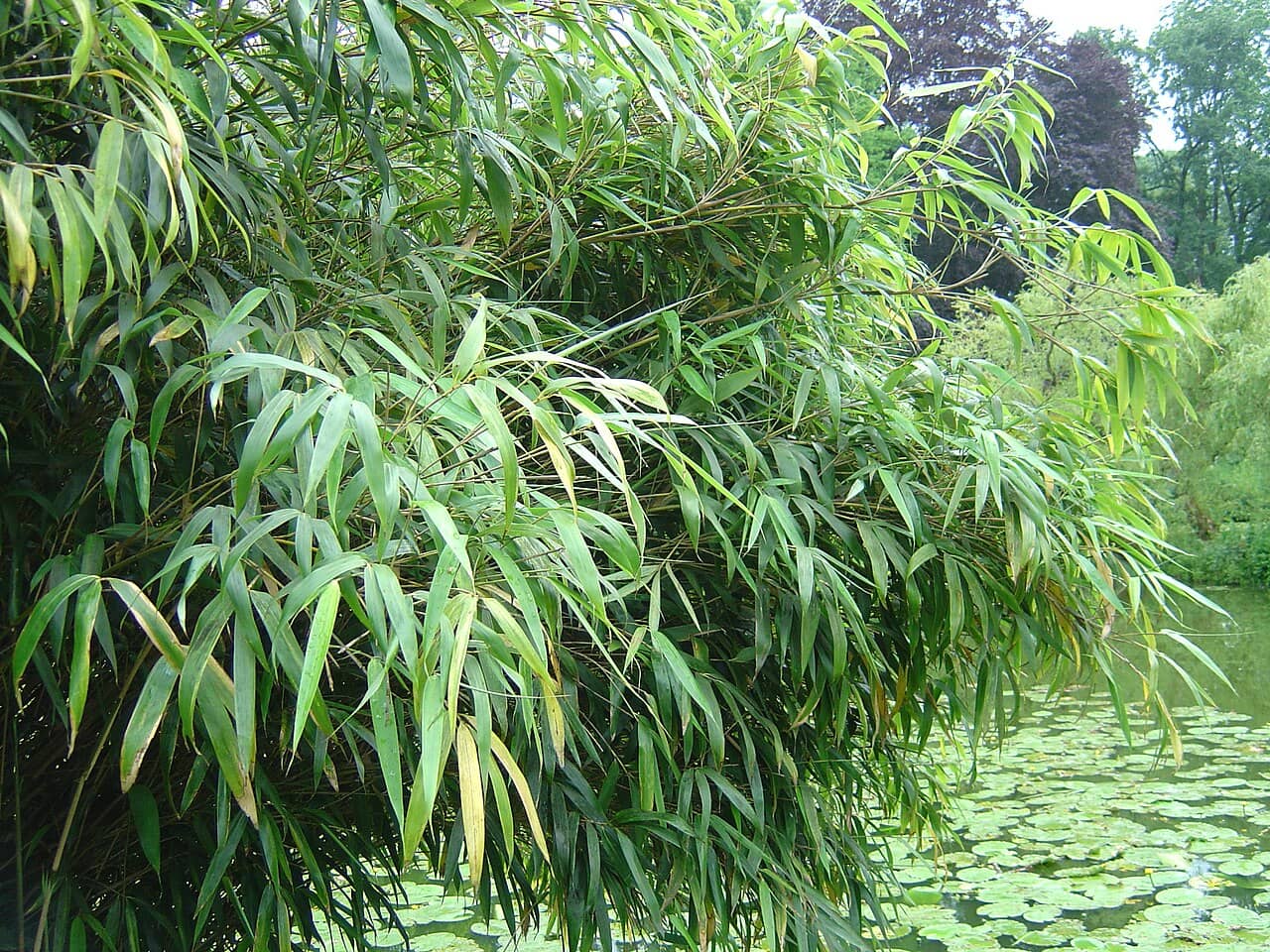 Fargesia nitida (Fargesia nitida) growing wild.
