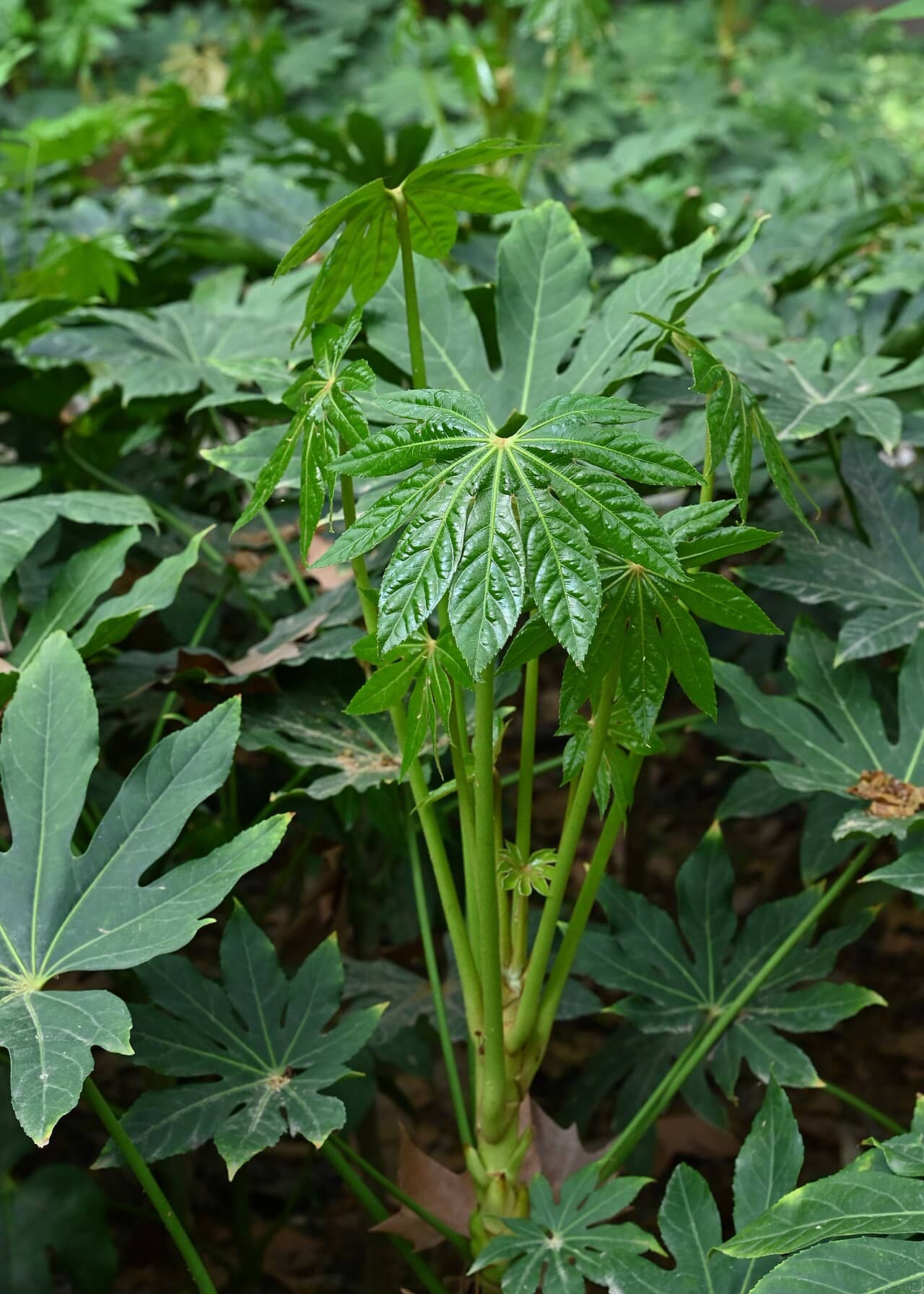 Fatsia (Fatsia japonica), the whole plant.