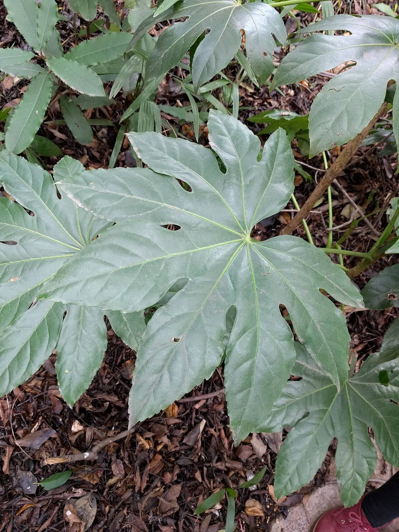 Close view of Fatsia (Fatsia japonica) foliage.