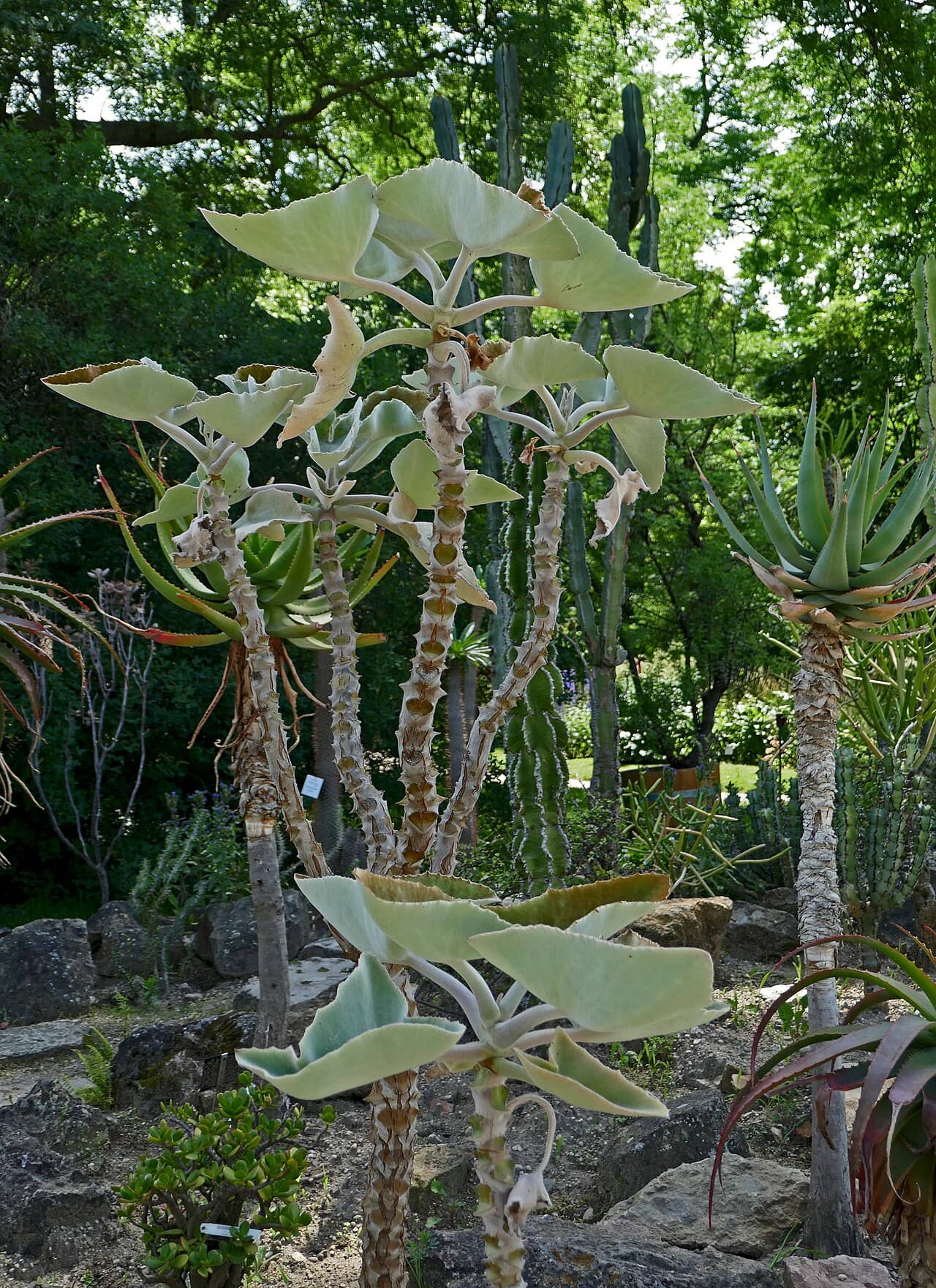 Feltbush (Kalanchoe beharensis), the whole plant.